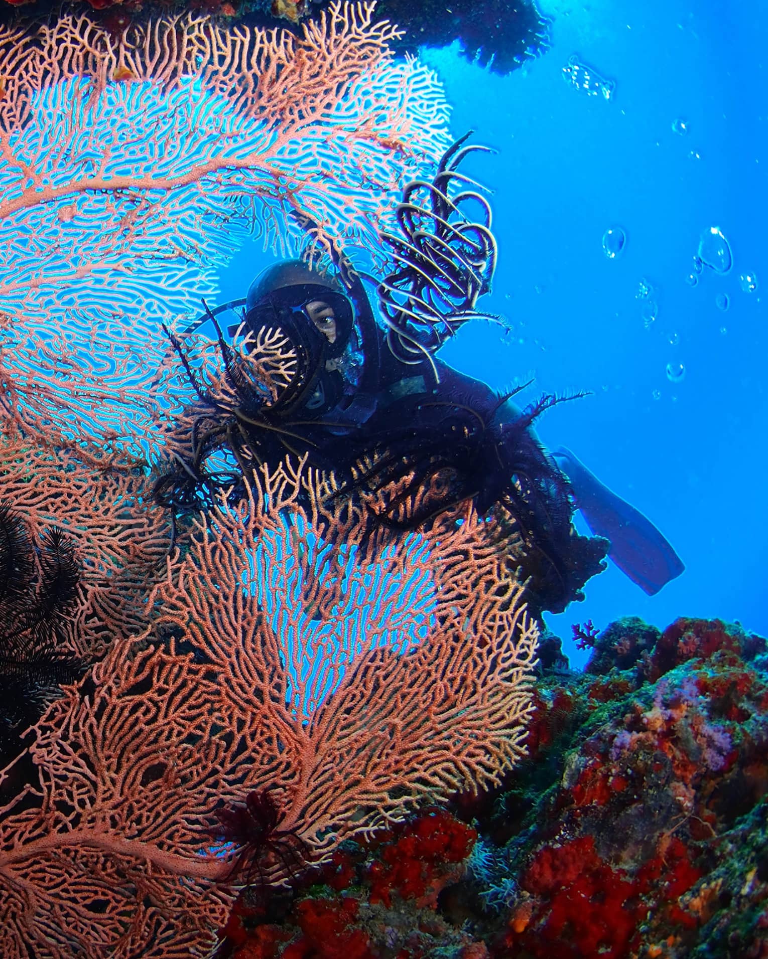 A Scuba diver swims behind large, colourful coral in lagoon