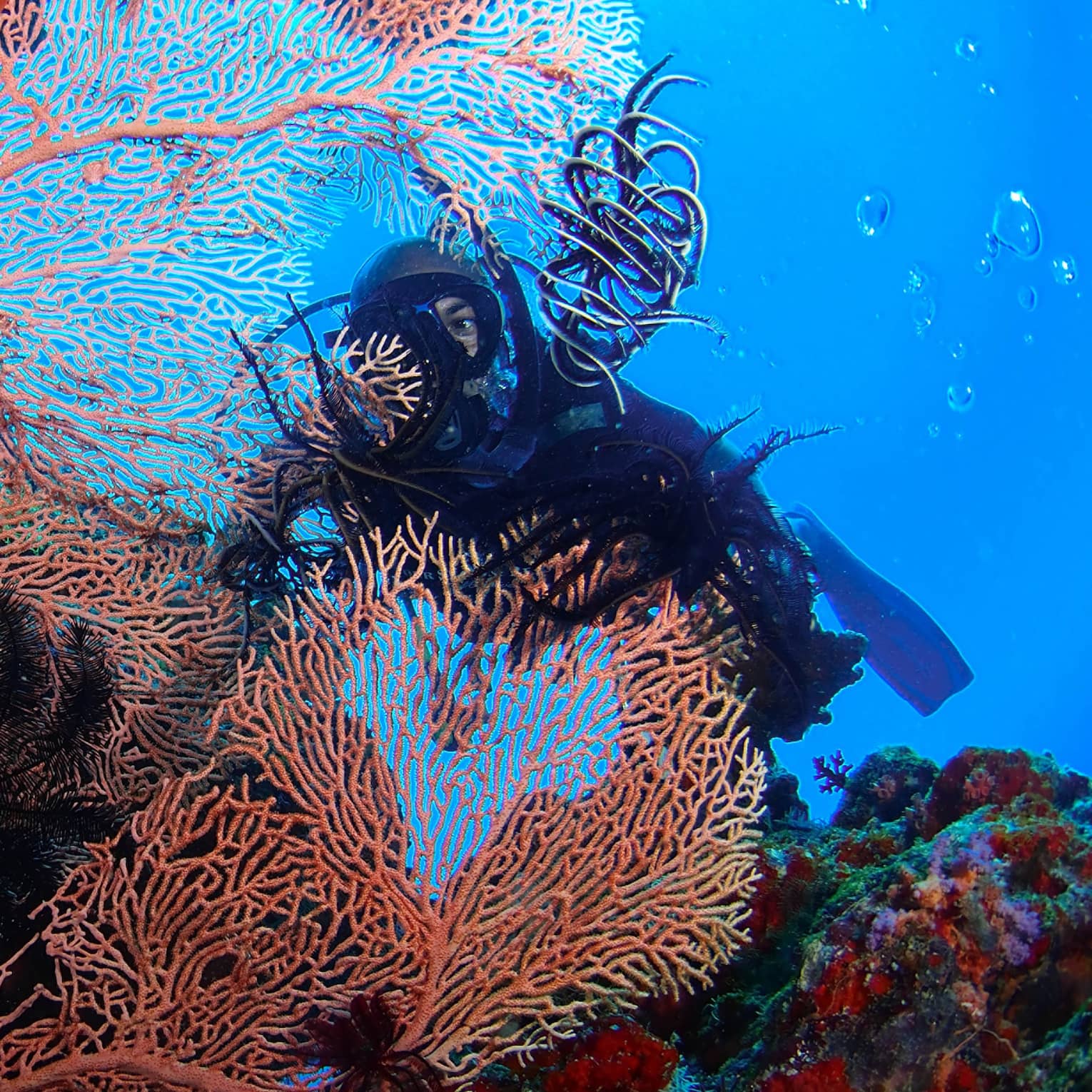 A Scuba diver swims behind large, colourful coral in lagoon