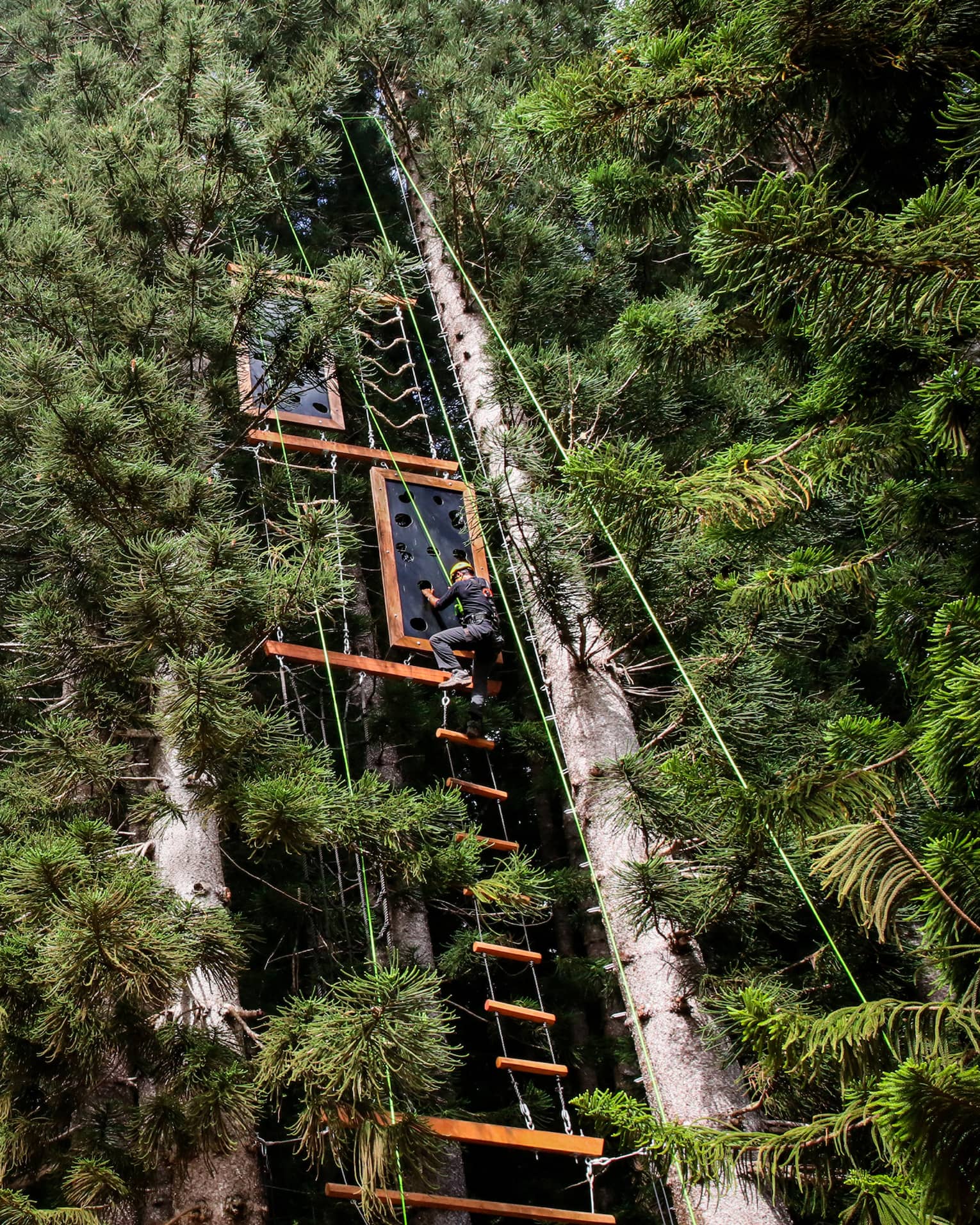 View from below of a climber gripping a plank by an open handhold on a vertical obstacle course in a dense pine forest.