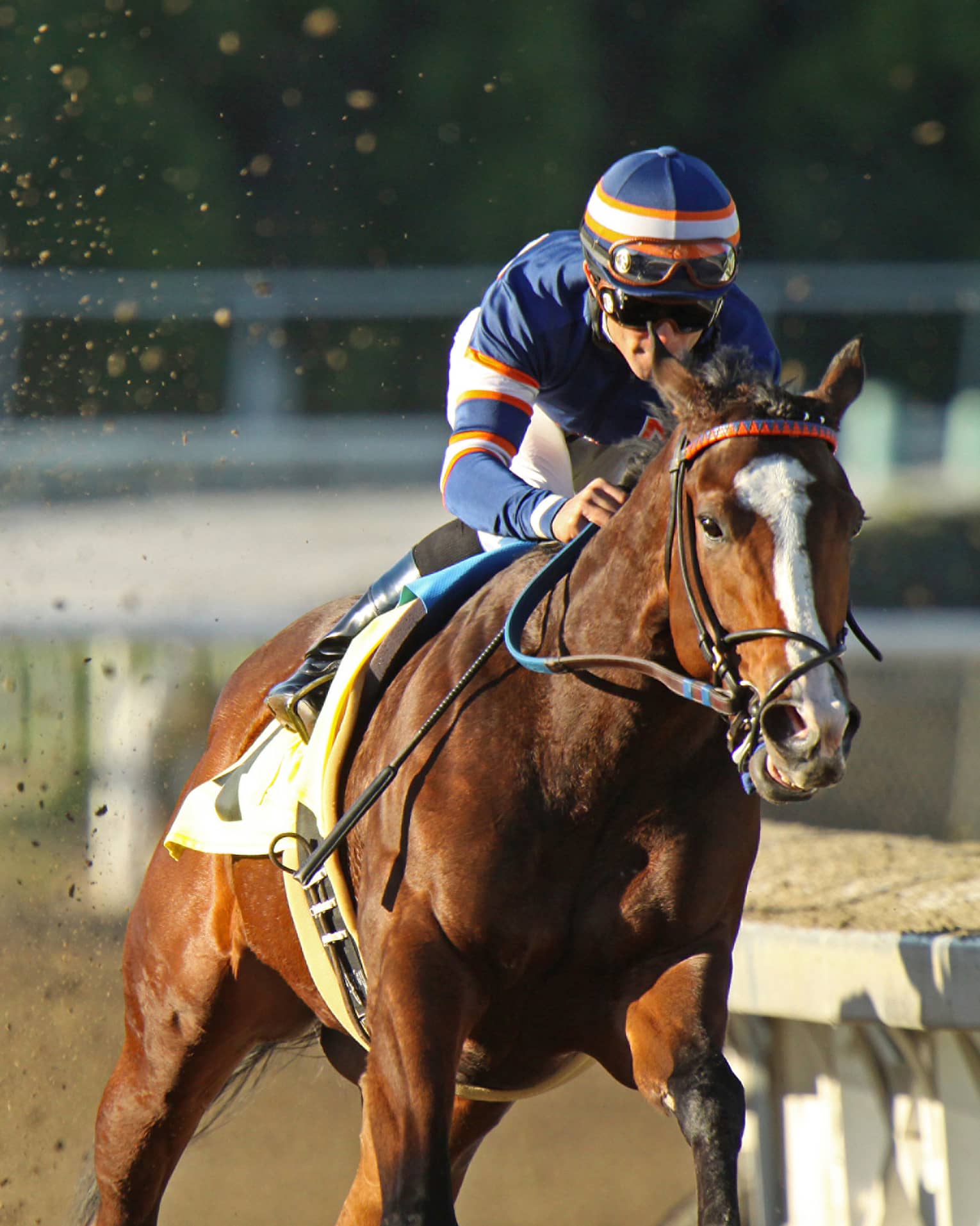 People riding horses in a race.