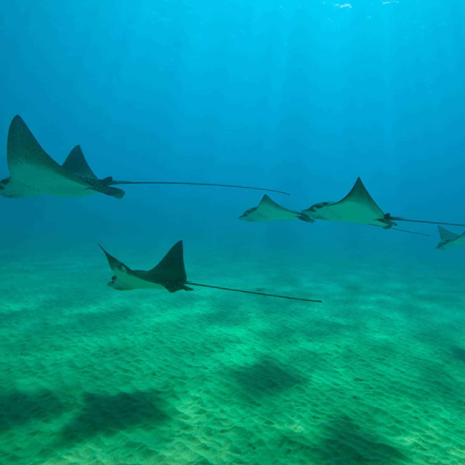 Six stingrays swim underwater in blue ocean