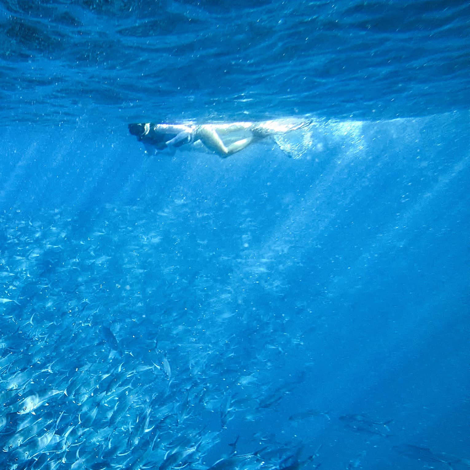 A person snorkelling near a school of fish in clear blue water