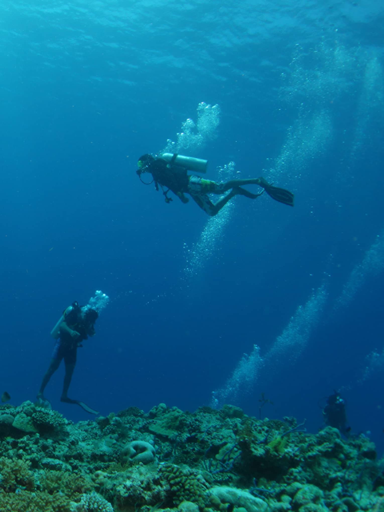 Two scuba divers underwater near colourful coral