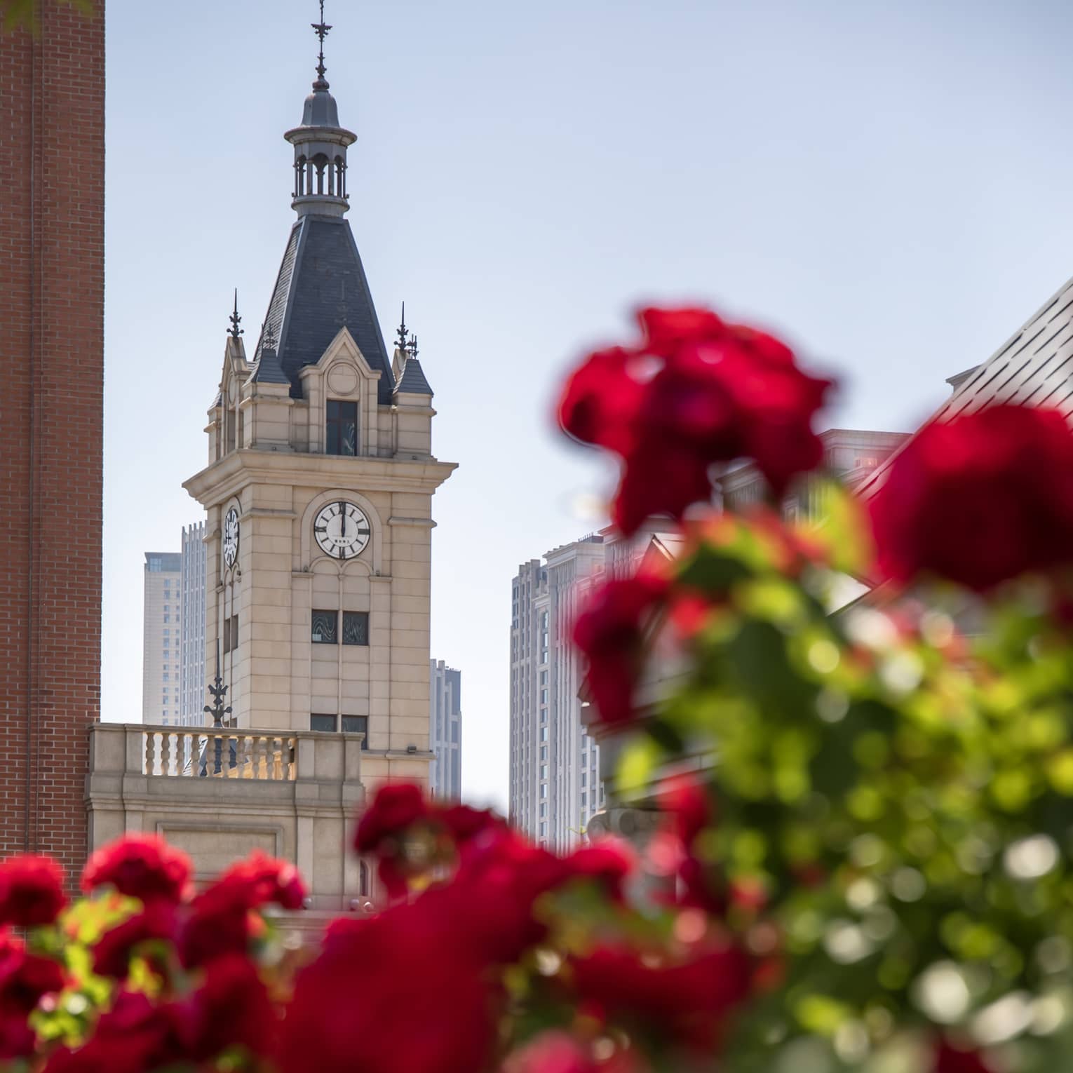 Close-up of the top of a decorative clock tower amid tall buildings seen through a blur of red flowers in the foreground.