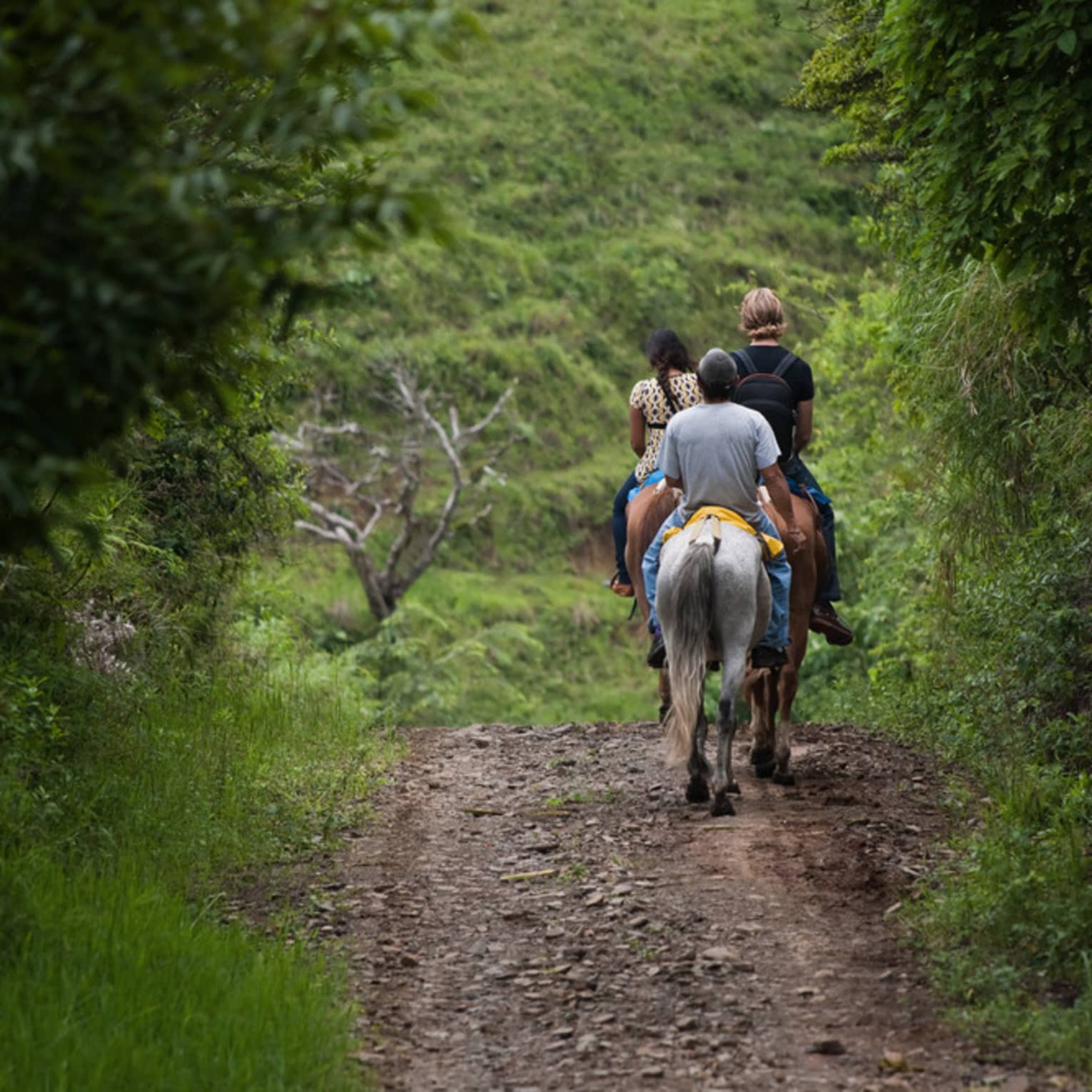 Back view of people riding horses down trail in tropical forest