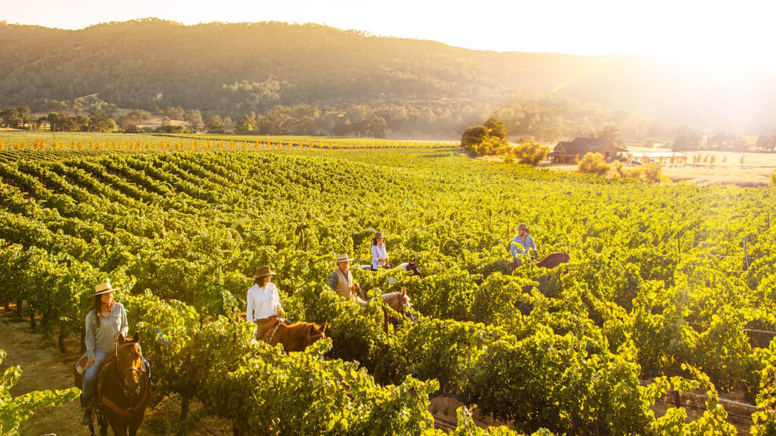 Five people riding horseback through a sun-drenched vineyard in Napa Valley