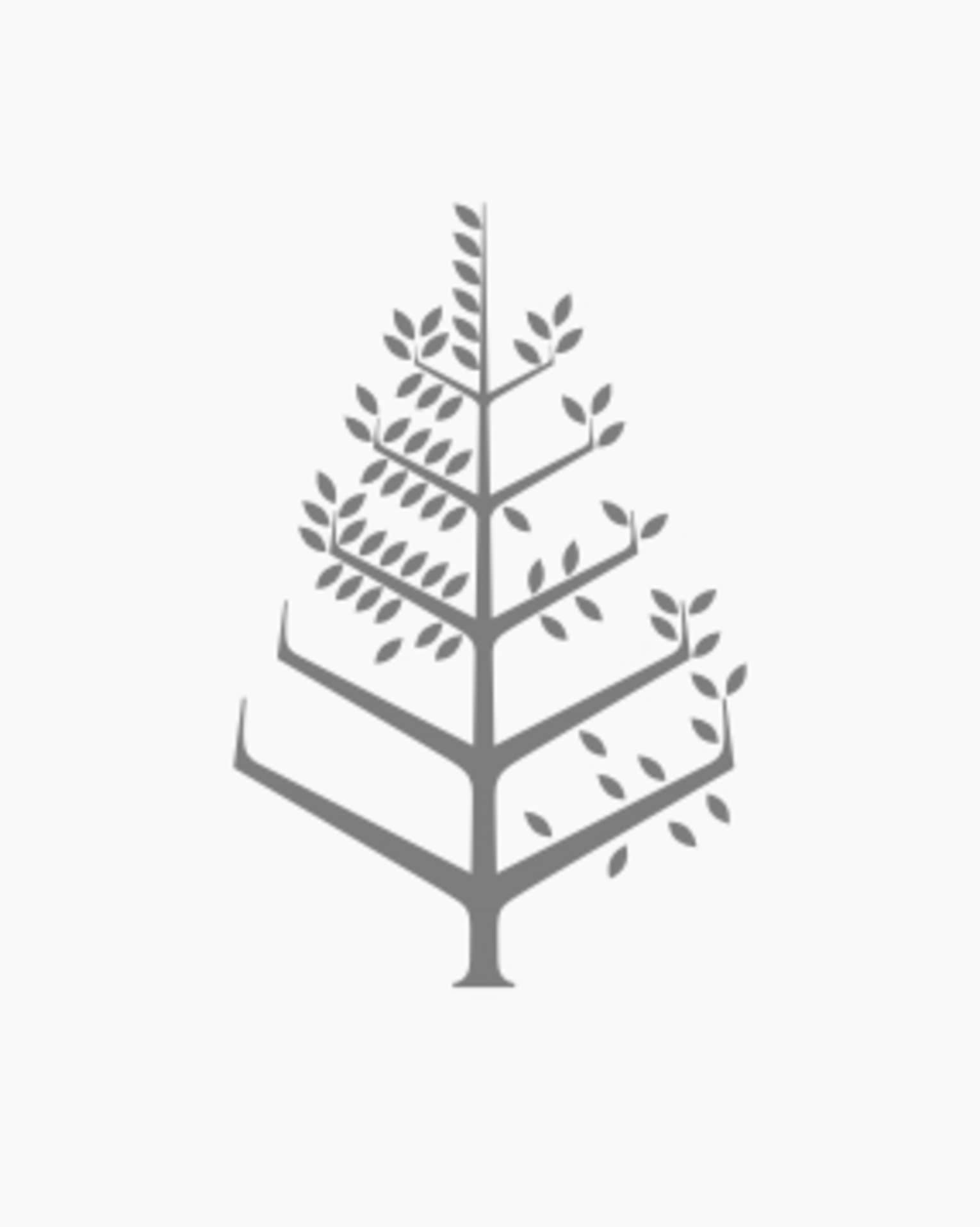 Four Seasons logo in a High contrast colour on a white background