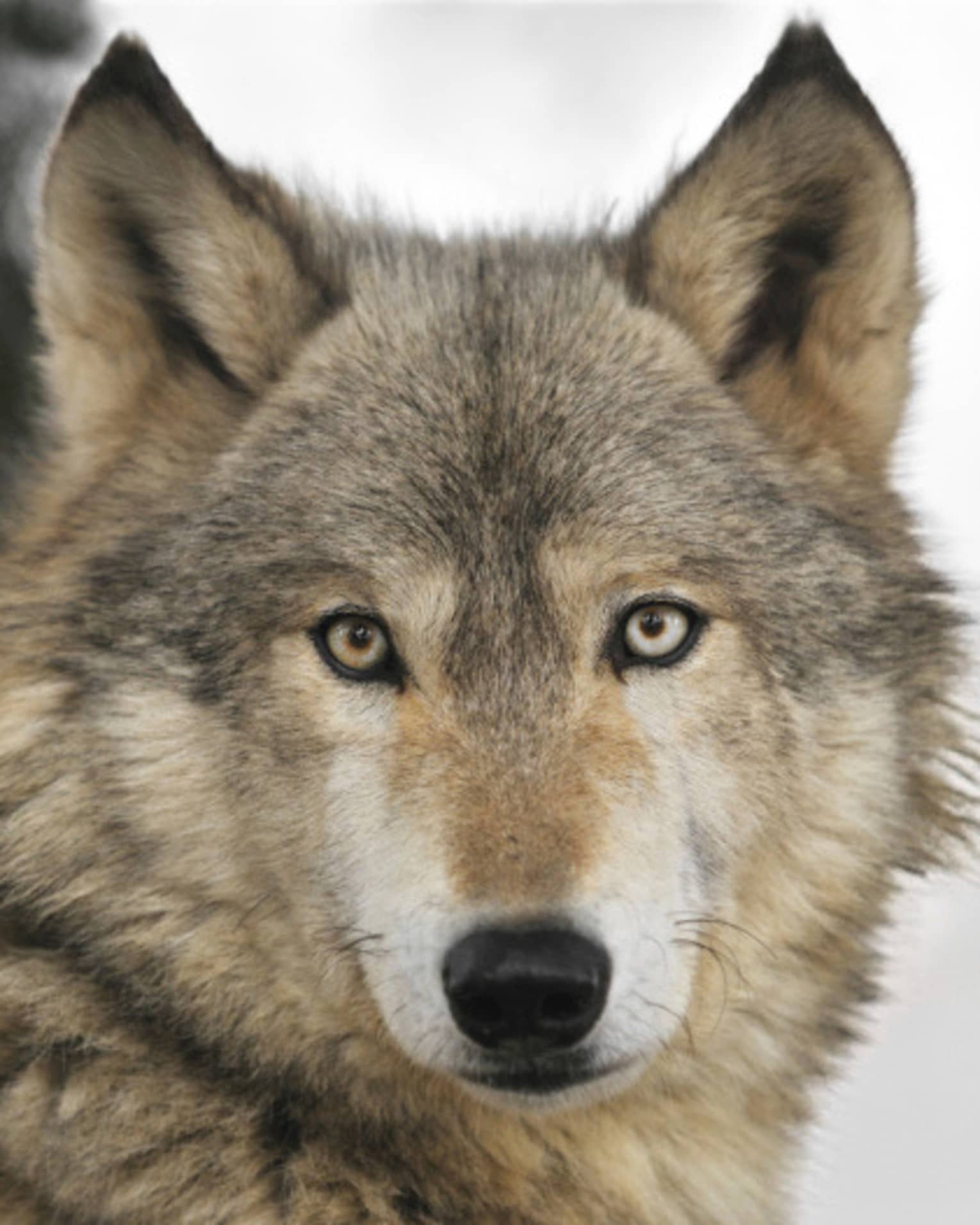 A close up of a wolf.