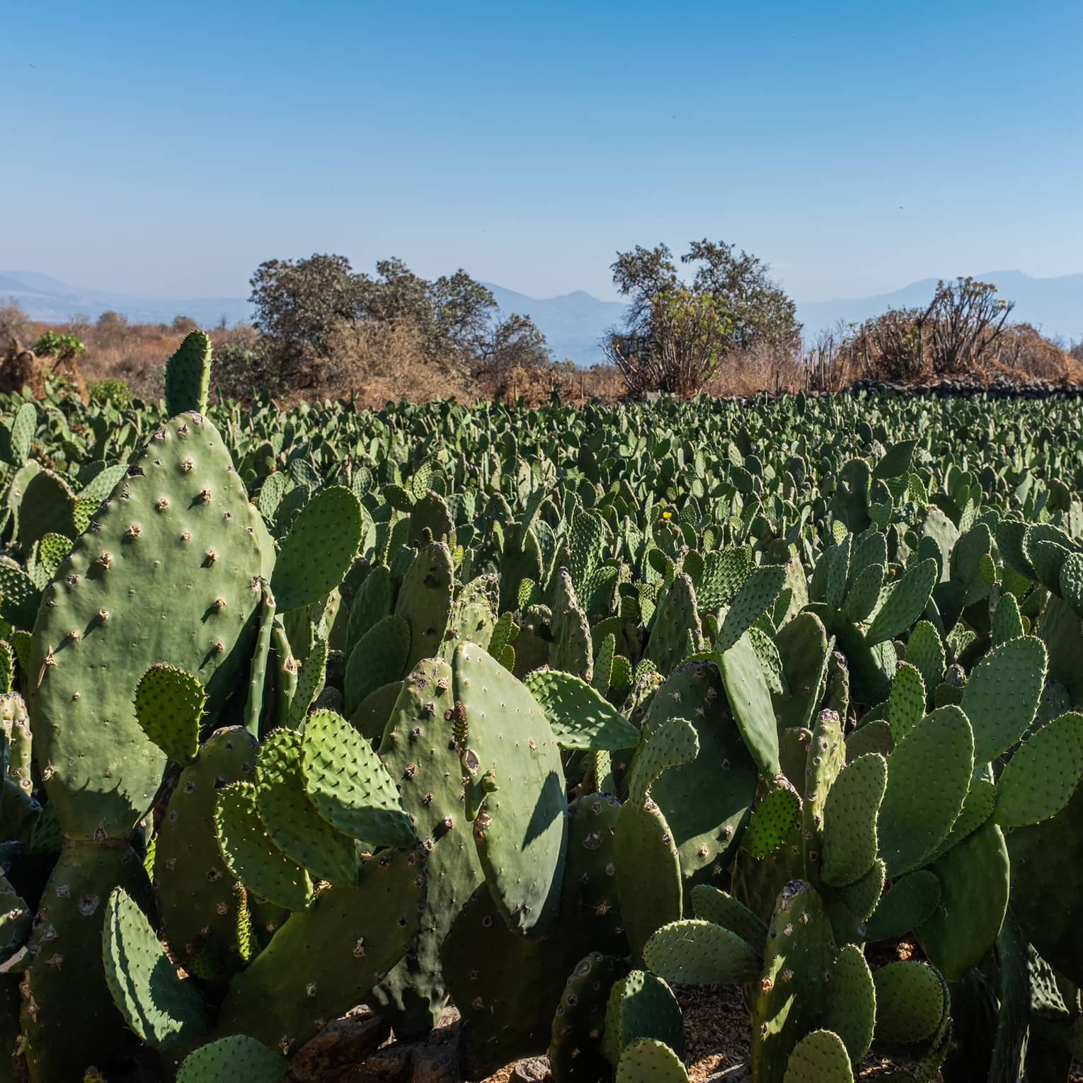 A field of cacti under a blue sky.