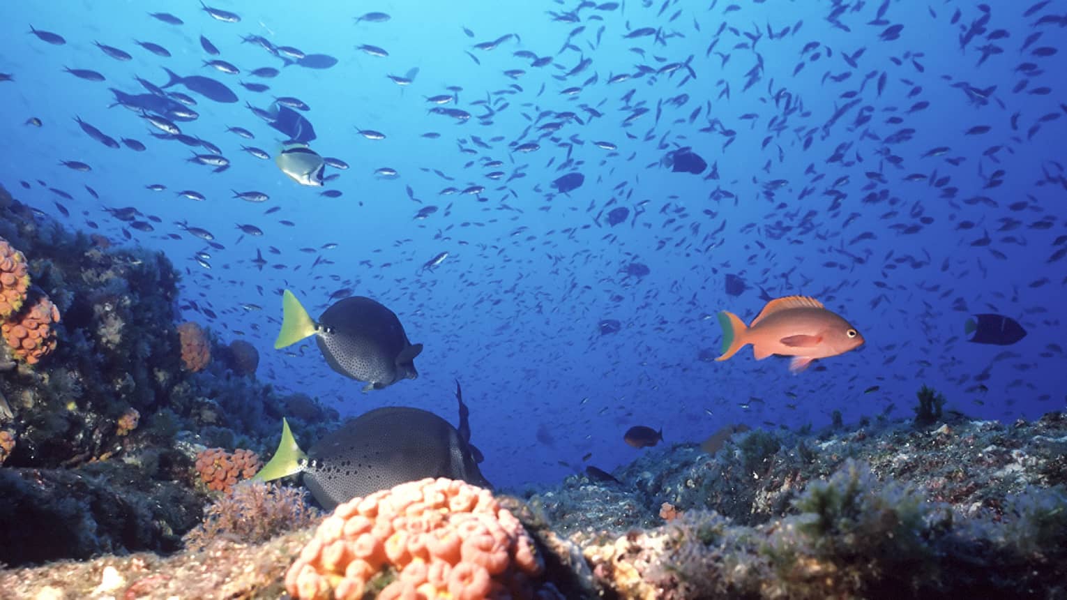 Underwater view of colourful tropical fish, coral in lagoon