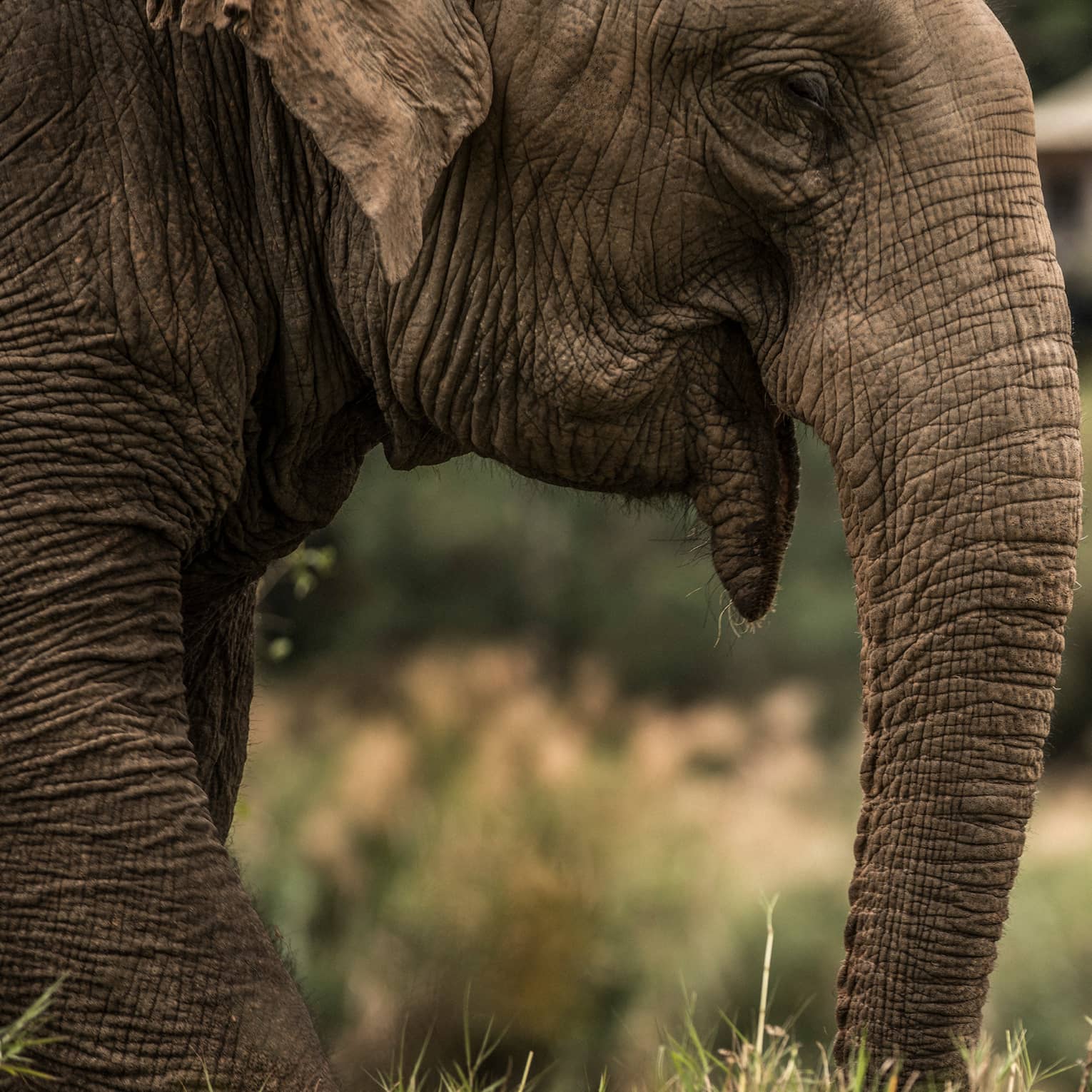Side view of elephant head, ears, trunk
