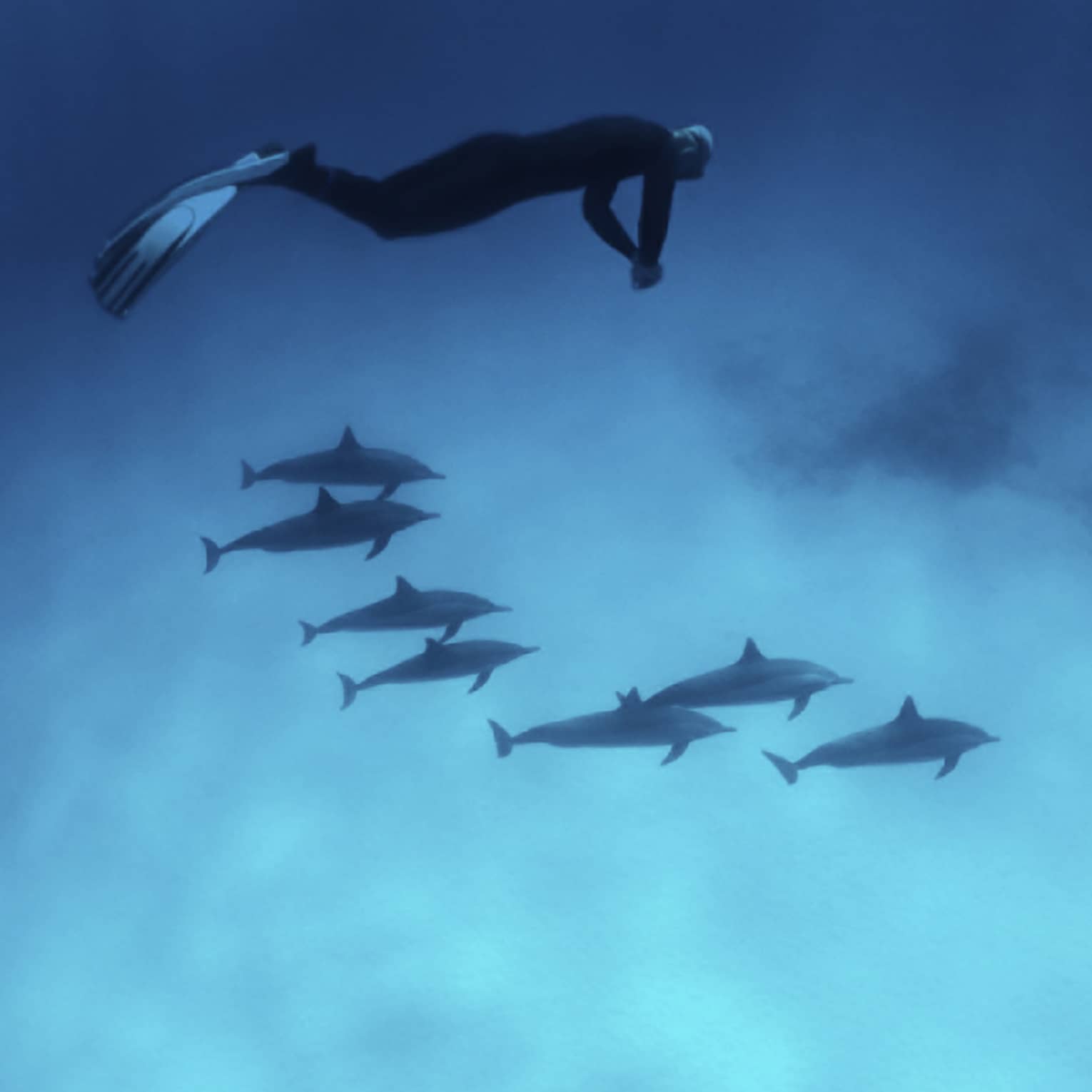 Scuba diver drifts over a pod of dolphins gliding through the water above the sun-dappled sand on the ocean floor. 