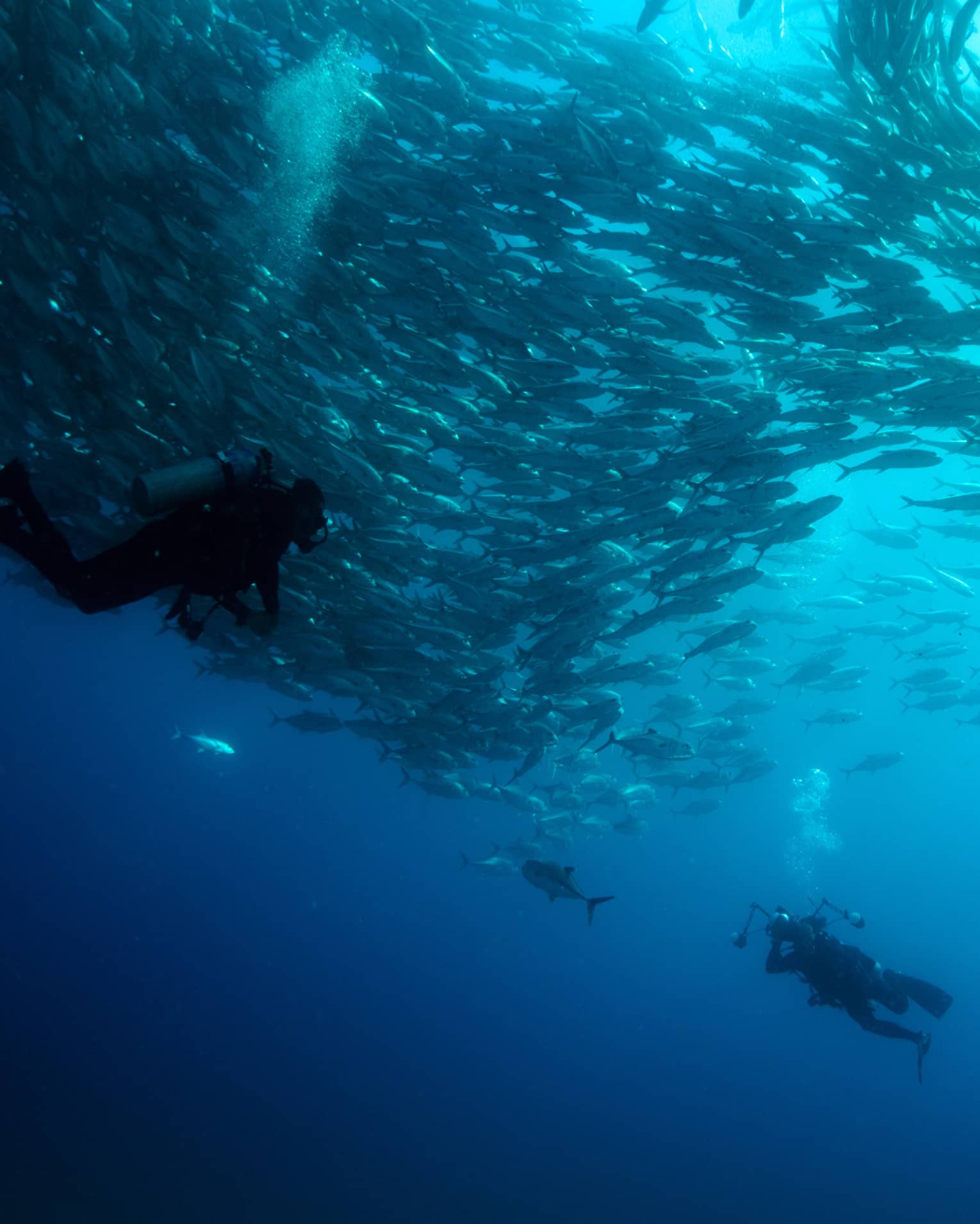 A person scuba diving in the ocean surrounded by hundreds of fish. The diver captures the underwater beauty with a camera.