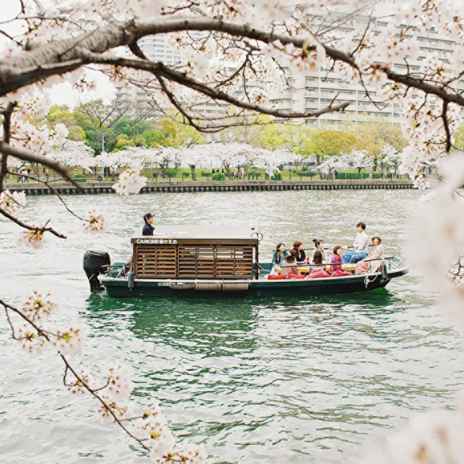 Framed by pink cherry blossoms, a ten-person tour boat with a tiny wooden cabin glides along a river flanked by trees.