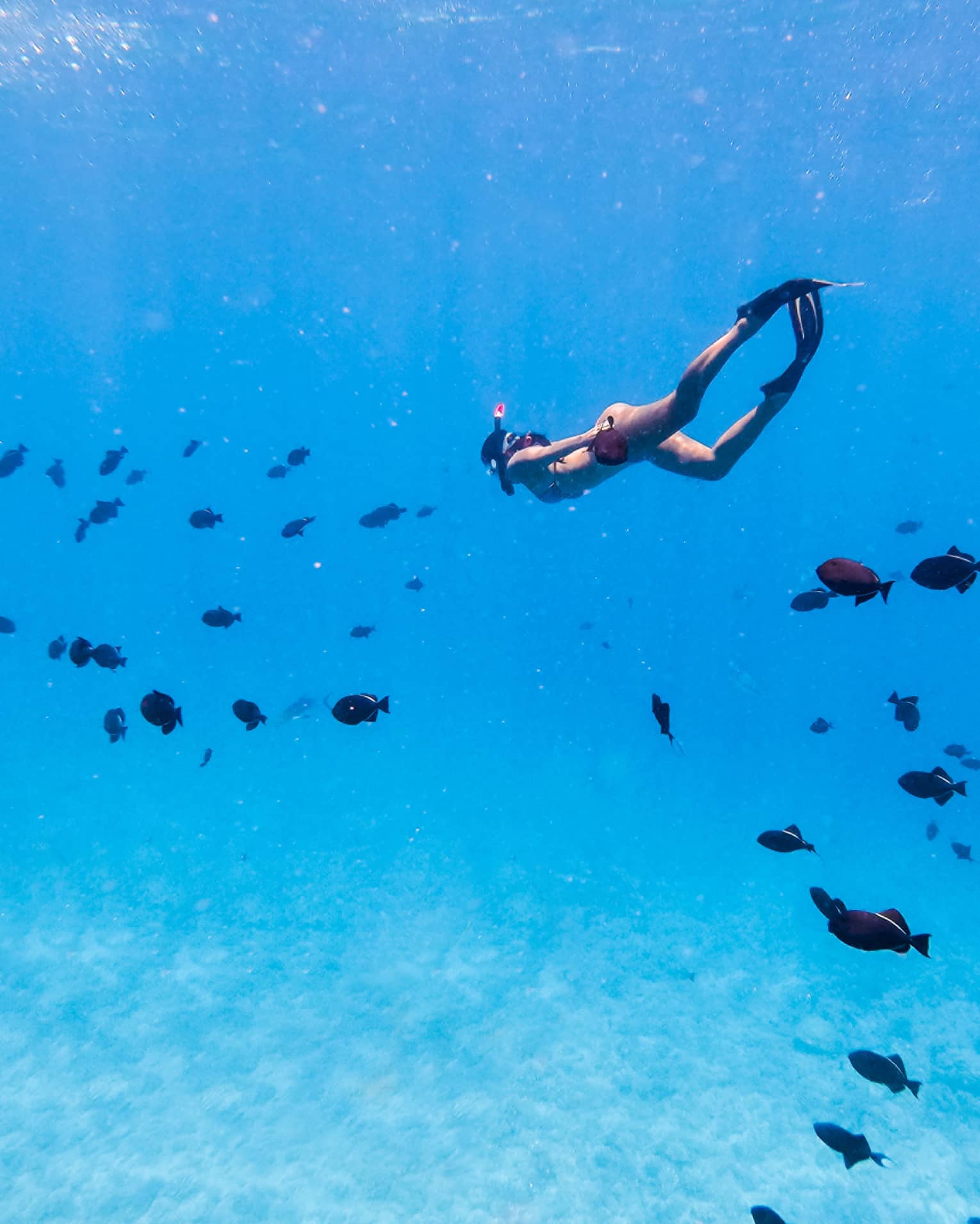 A swimmer wearing fins and a snorkel is completely submerged in clear-blue water and surrounded by a school of black fish.