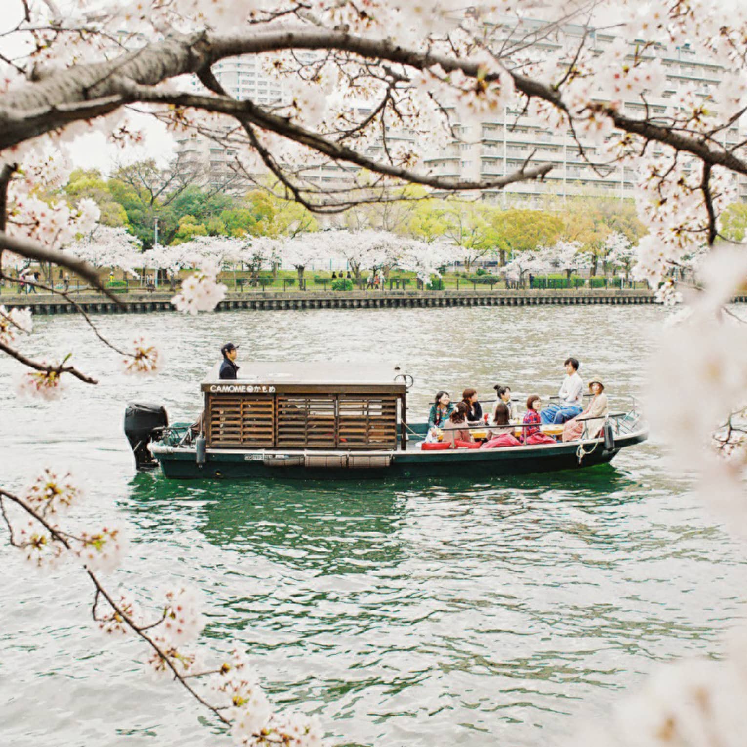 Framed by pink cherry blossoms, a ten-person tour boat with a tiny wooden cabin glides along a river flanked by trees.