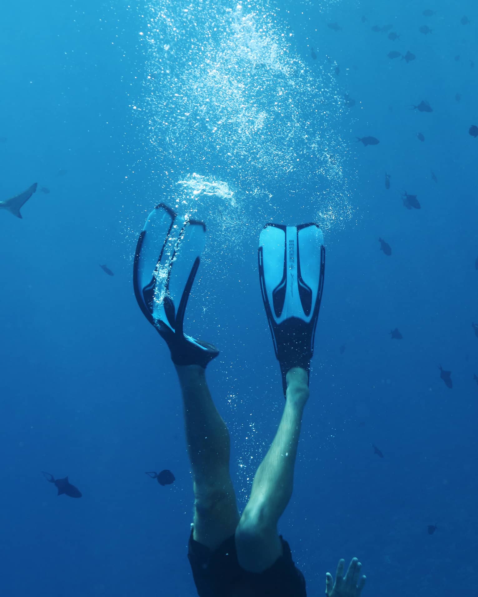 Underwater view of man diving with fins on feet near fish, lagoon shark