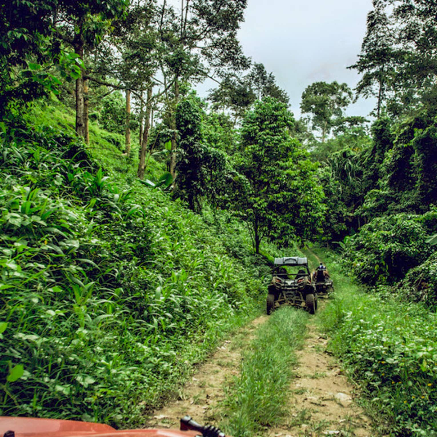 ATVs riding down dirt path in tropical forest