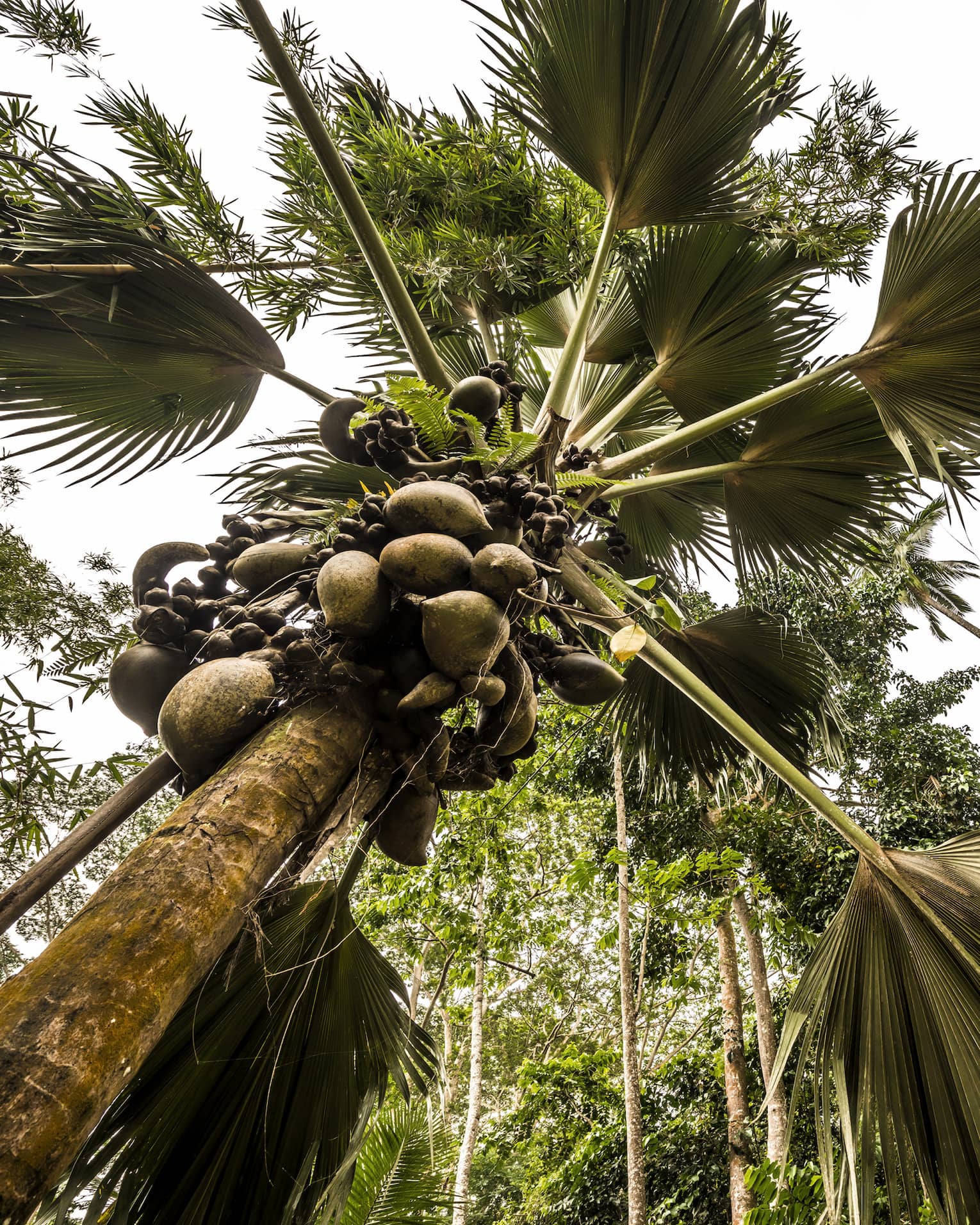 Worm’s-eye view of a grove of lush coconut trees, giant palm fronds forming a canopy over their slender, fruit-laden trunks.