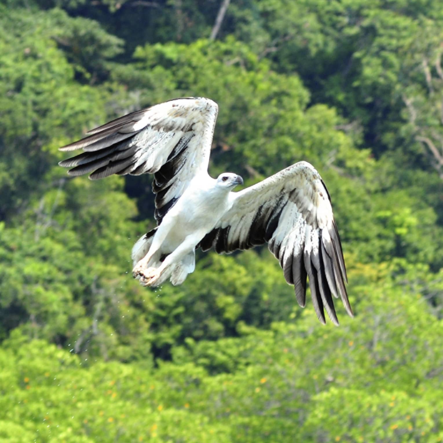 White-bellied sea eagle with black under-wing flight feathers in mid-flight above a canopy of lush green rainforest treetops.