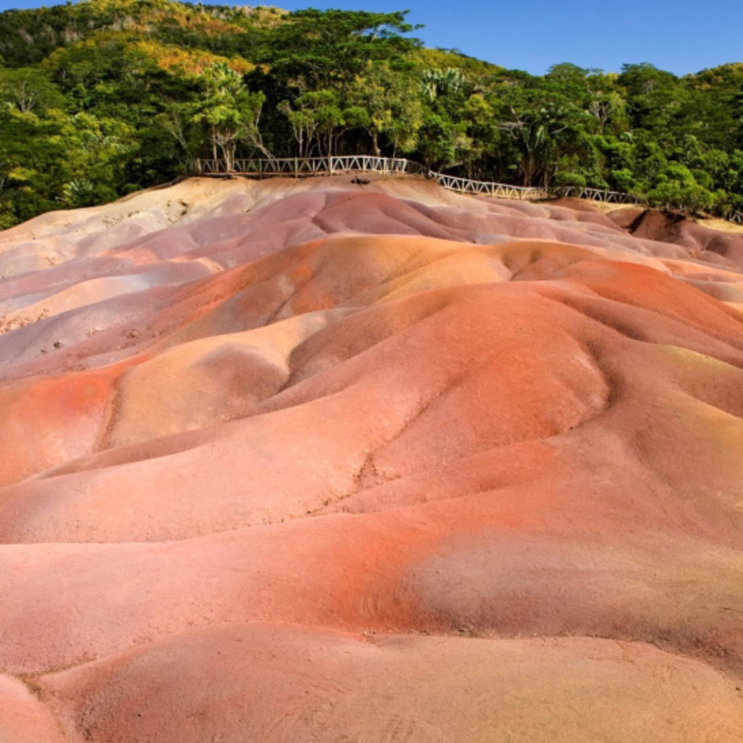 Tan, yellow and fiery orange undulating sand dunes with thick forest backdrop under azure sky; walking bridge at forest edge.