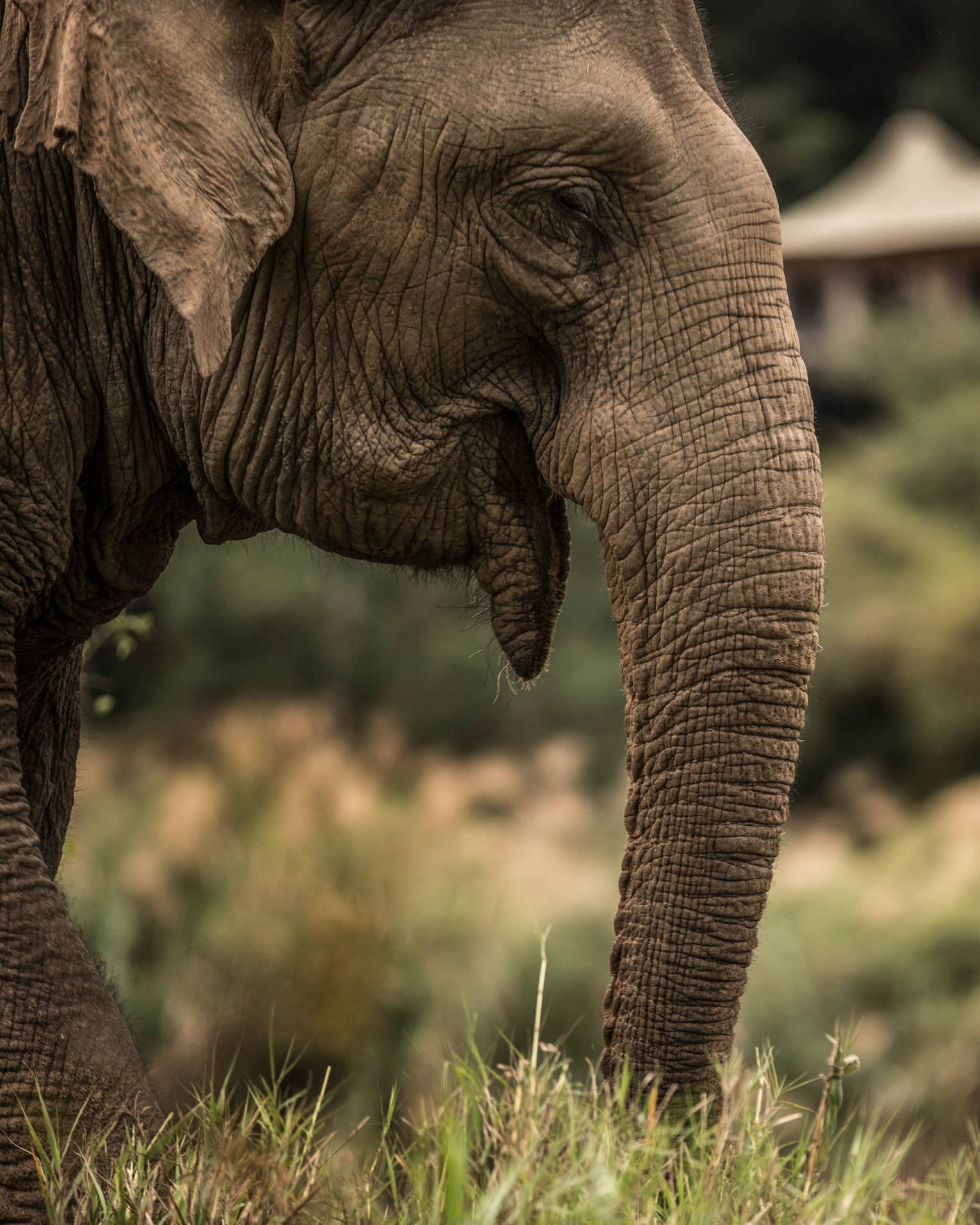 Side view of elephant head, ears, trunk
