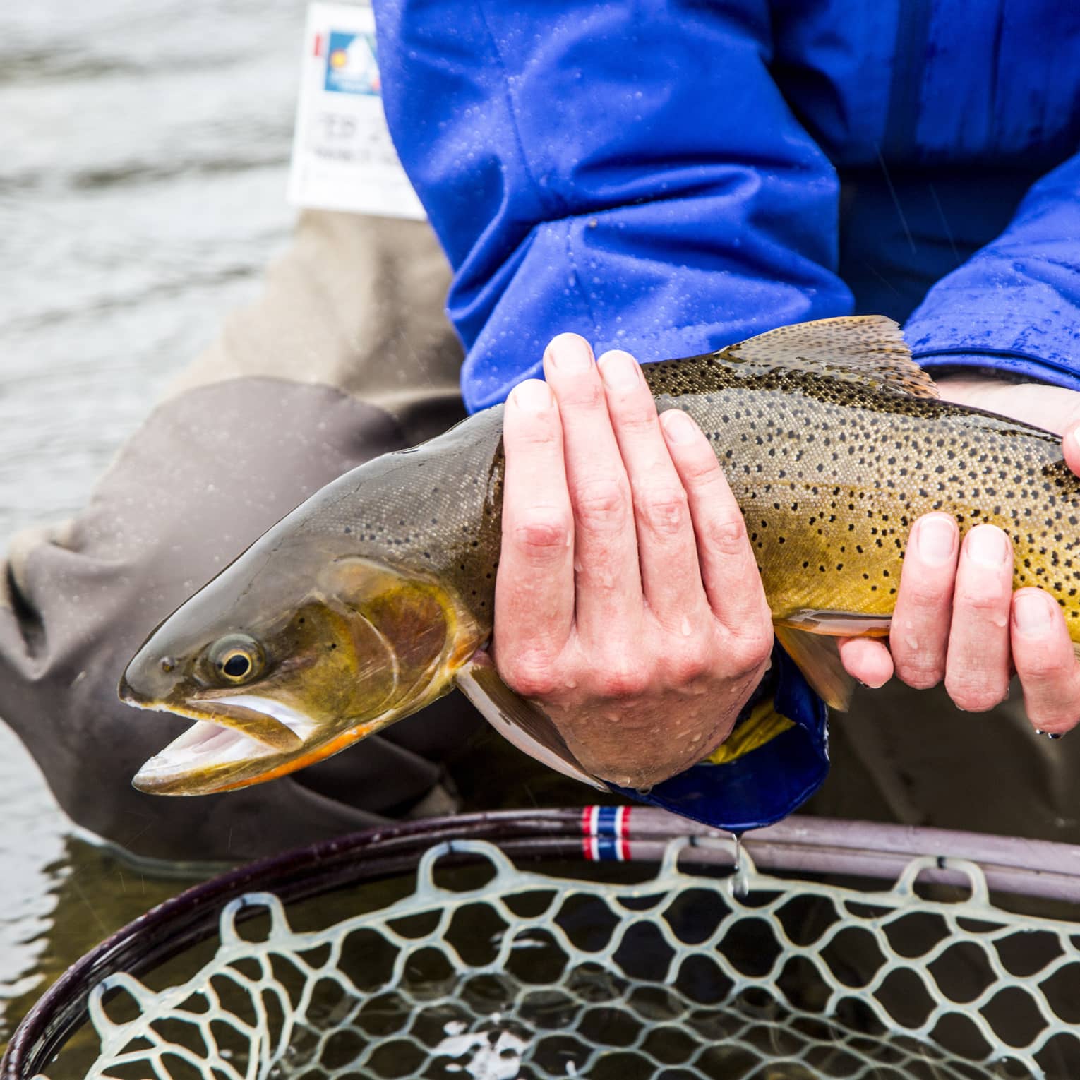 A man in a blue jacket holds a freshly caught fish above a net