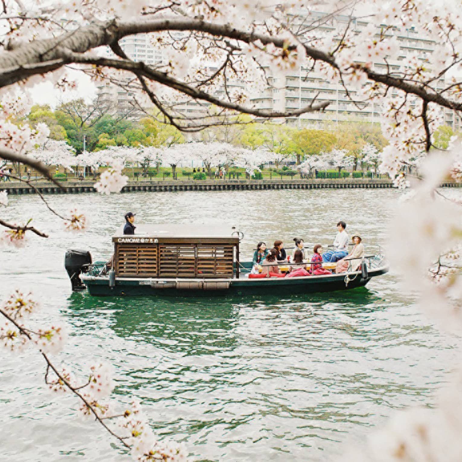 Framed by pink cherry blossoms, a ten-person tour boat with a tiny wooden cabin glides along a river flanked by trees.