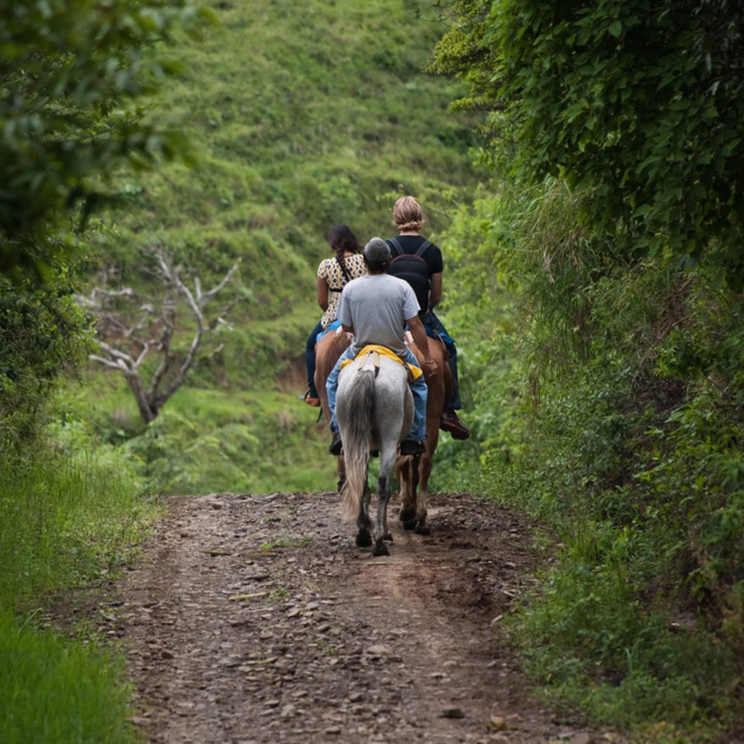 Back view of people riding horses down trail in tropical forest