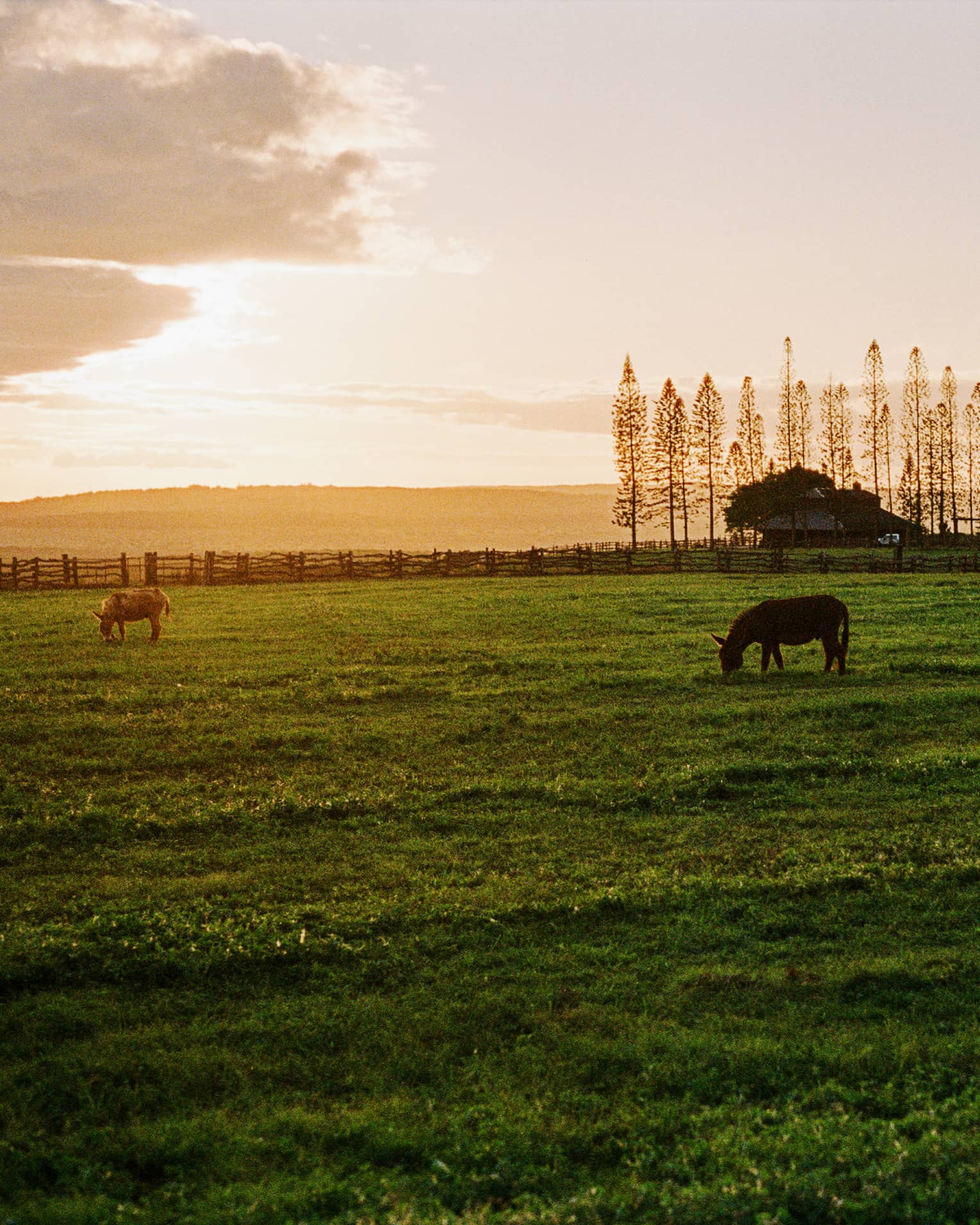 Horses grazing in a meadow at dusk