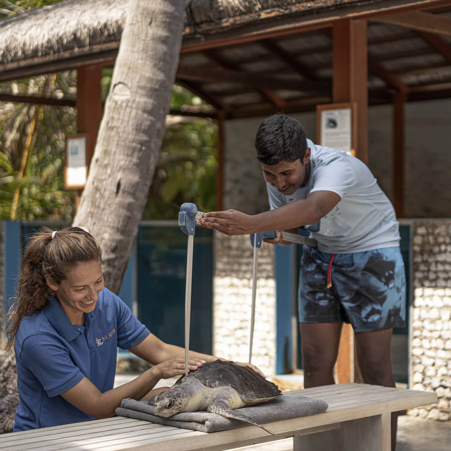Teen boy works on a sea turtle with resident Turtle Biologist