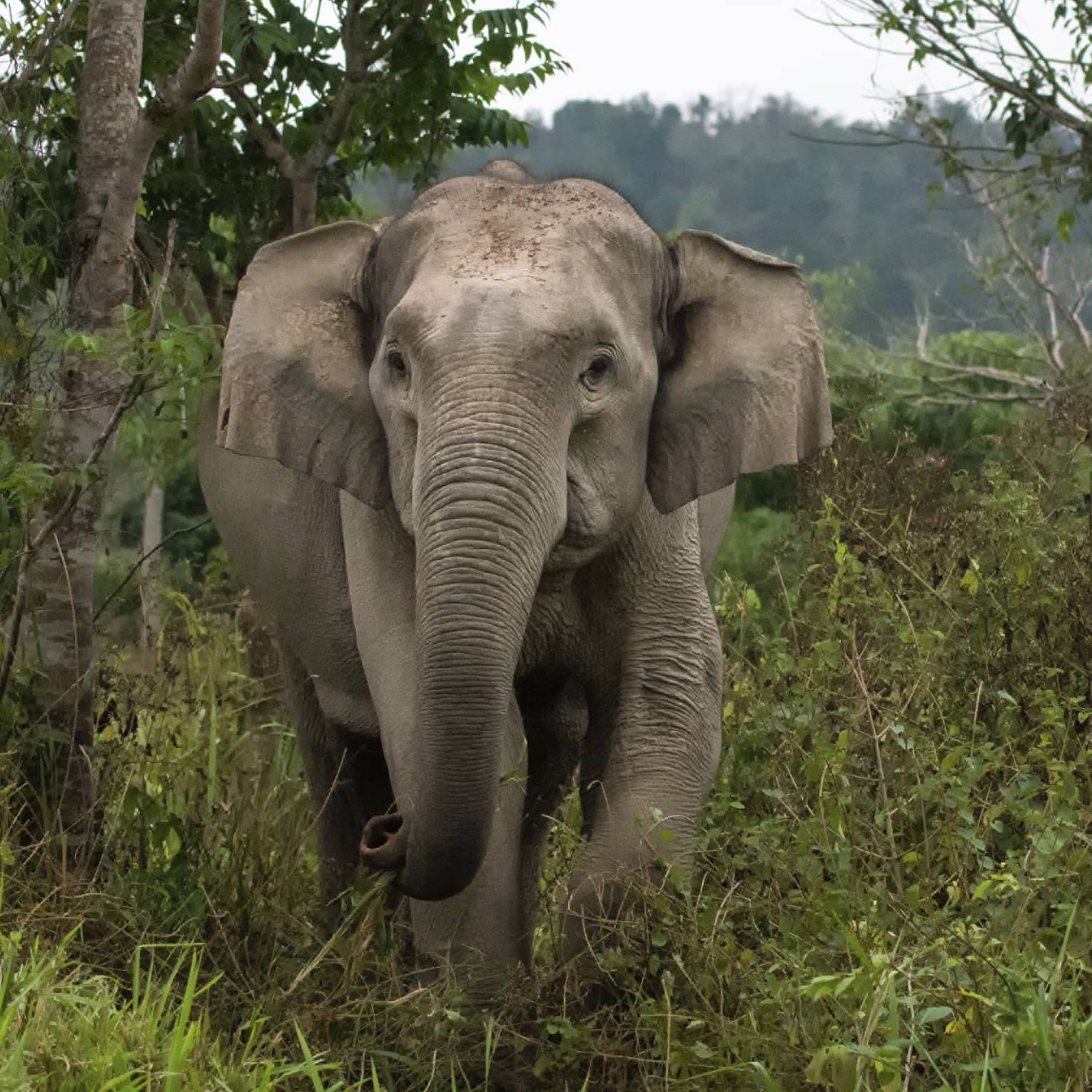 A grey floppy-eared elephant marches through grassland, eyes gazing ahead, pulling up grass with its trunk 