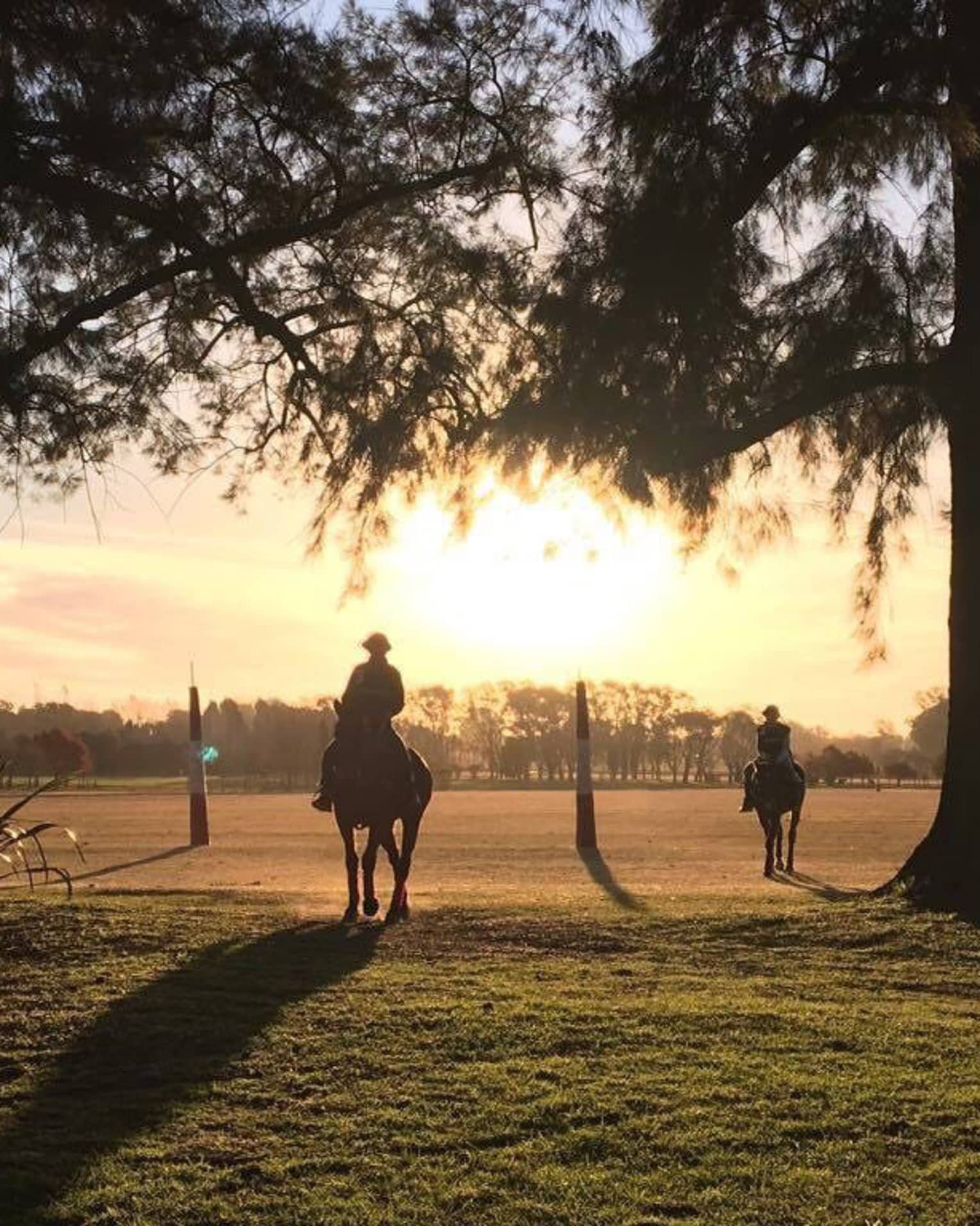 Two polo players ride their horses through a groove of trees as the sun sets behind them.