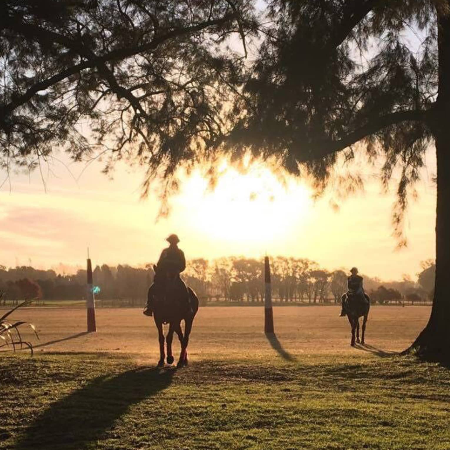 Two polo players ride their horses through a groove of trees as the sun sets behind them. 