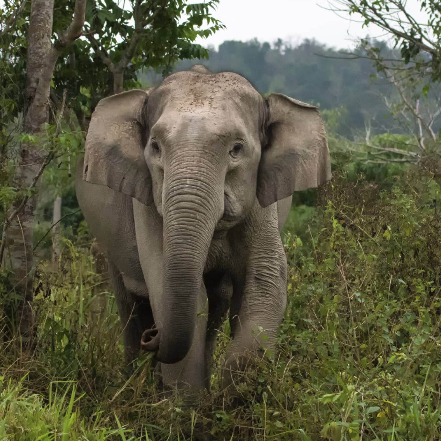 A grey floppy-eared elephant marches through grassland, eyes gazing ahead, pulling up grass with its trunk 