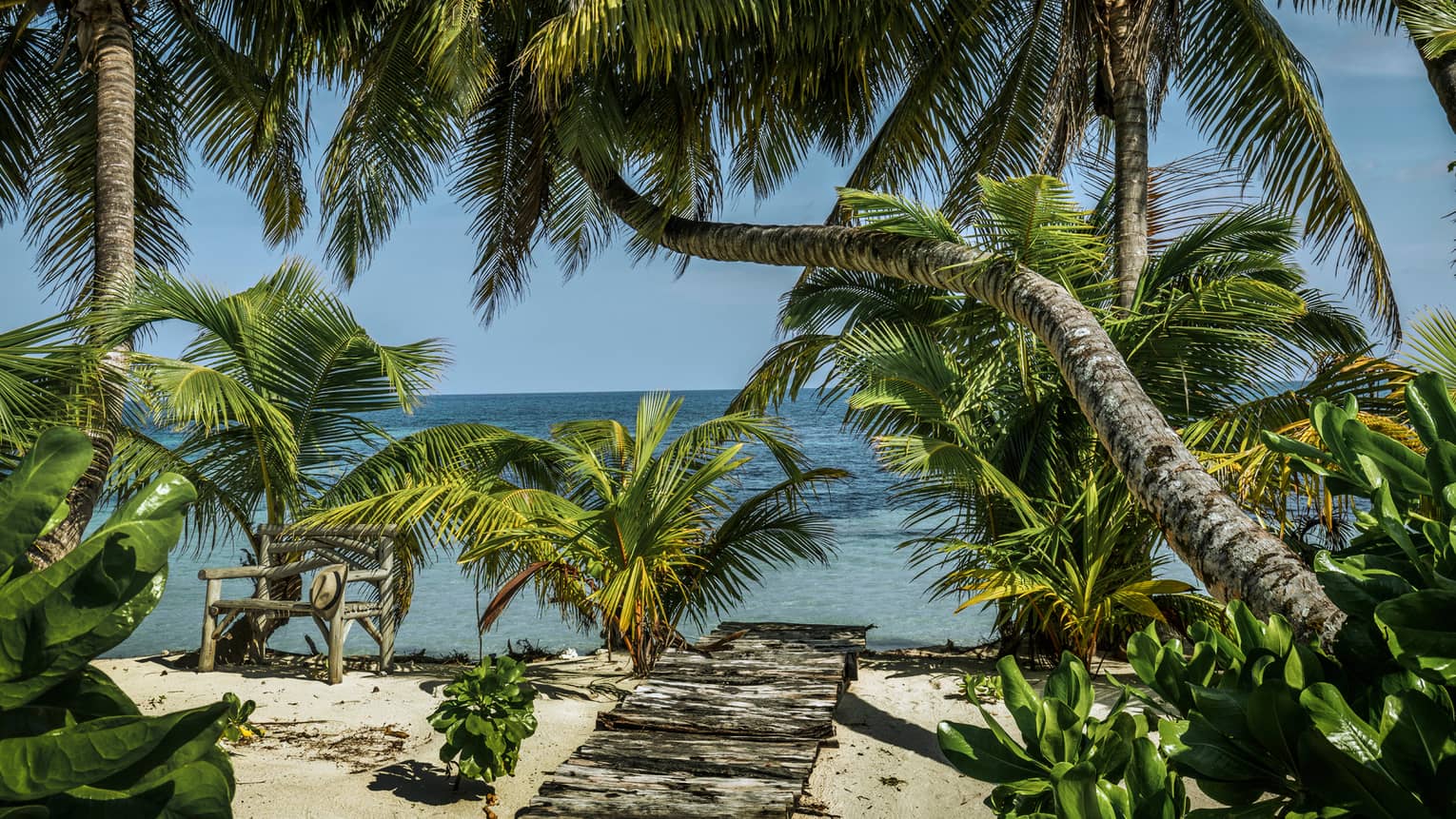 Palm trees with large leaves hang over sandy beach, walkway on sunny day