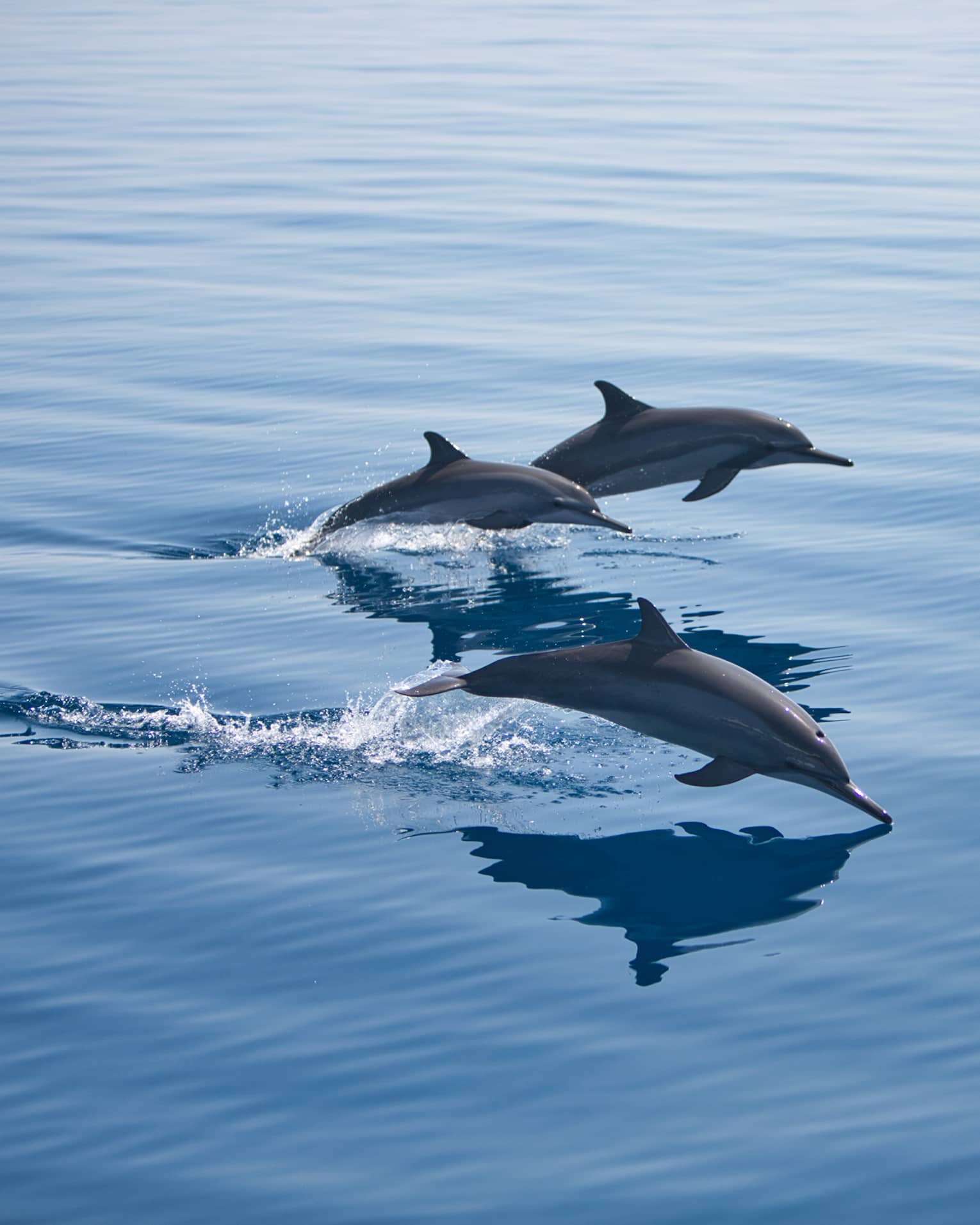 Three bottlenose dolphins, mid-jump, break through the surface of the otherwise calm water