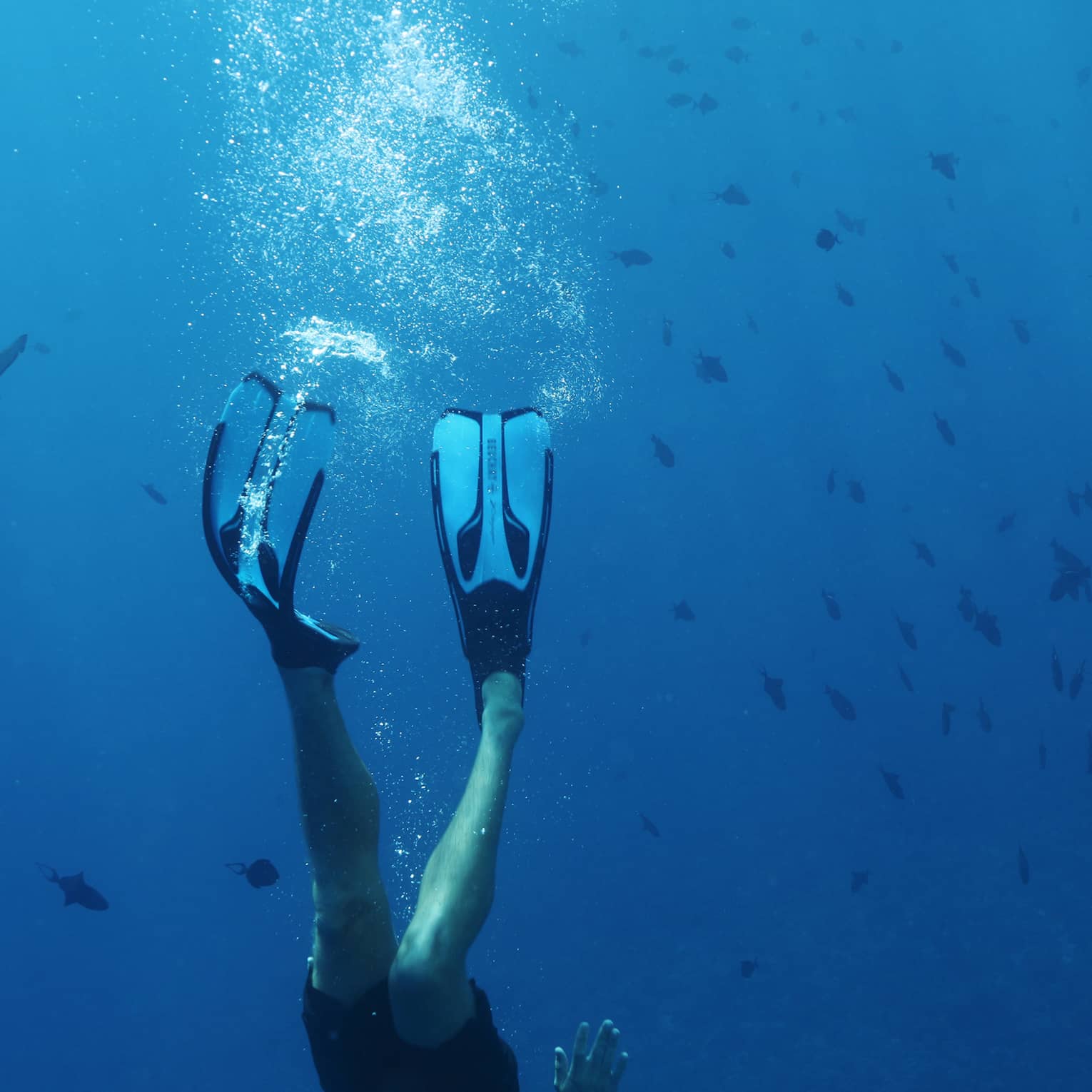 Underwater view of man diving with fins on feet near fish, lagoon shark