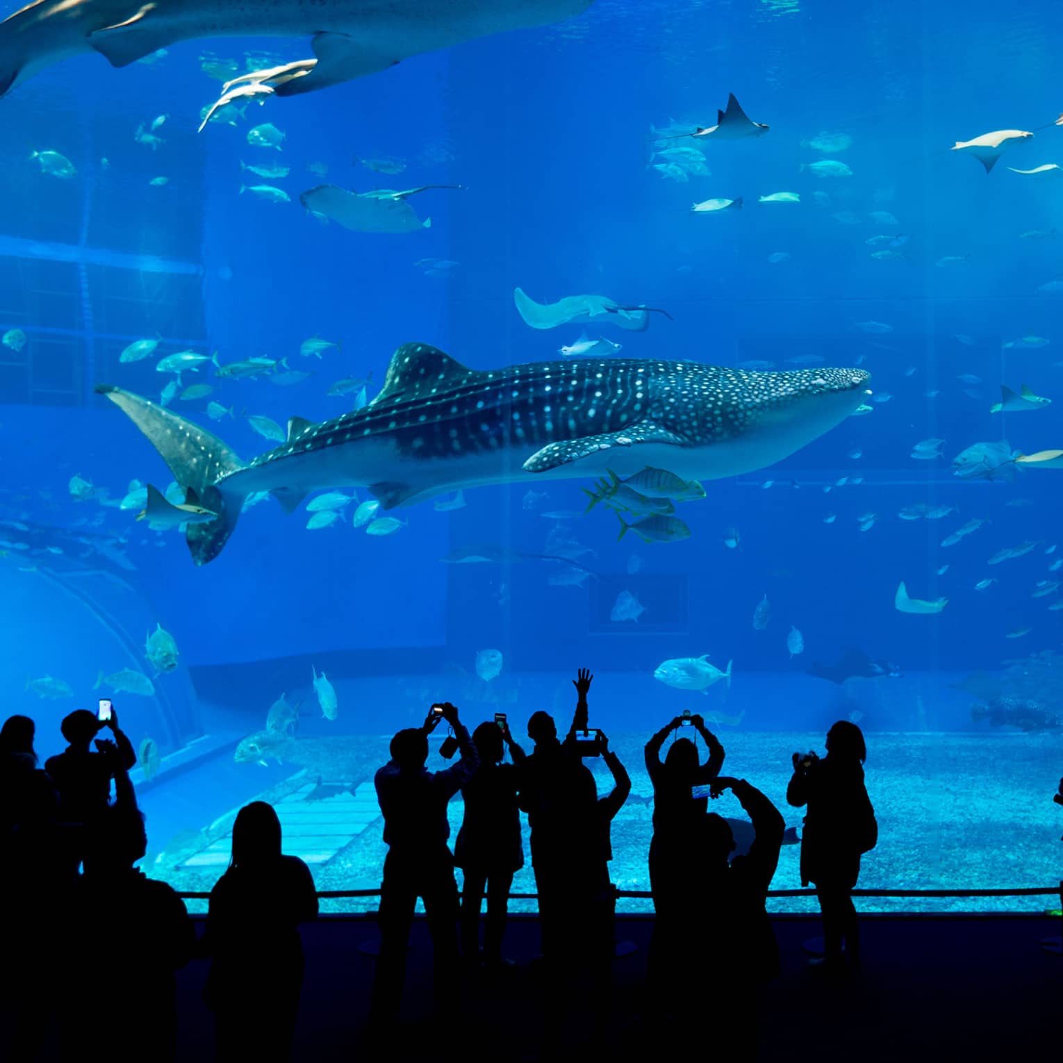 Shadowed people stand in front of large aquarium featuring whale sharks and fish