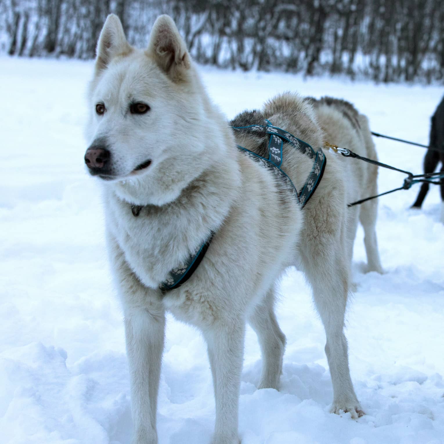Pack of husky dogs in front of dog sled in snow