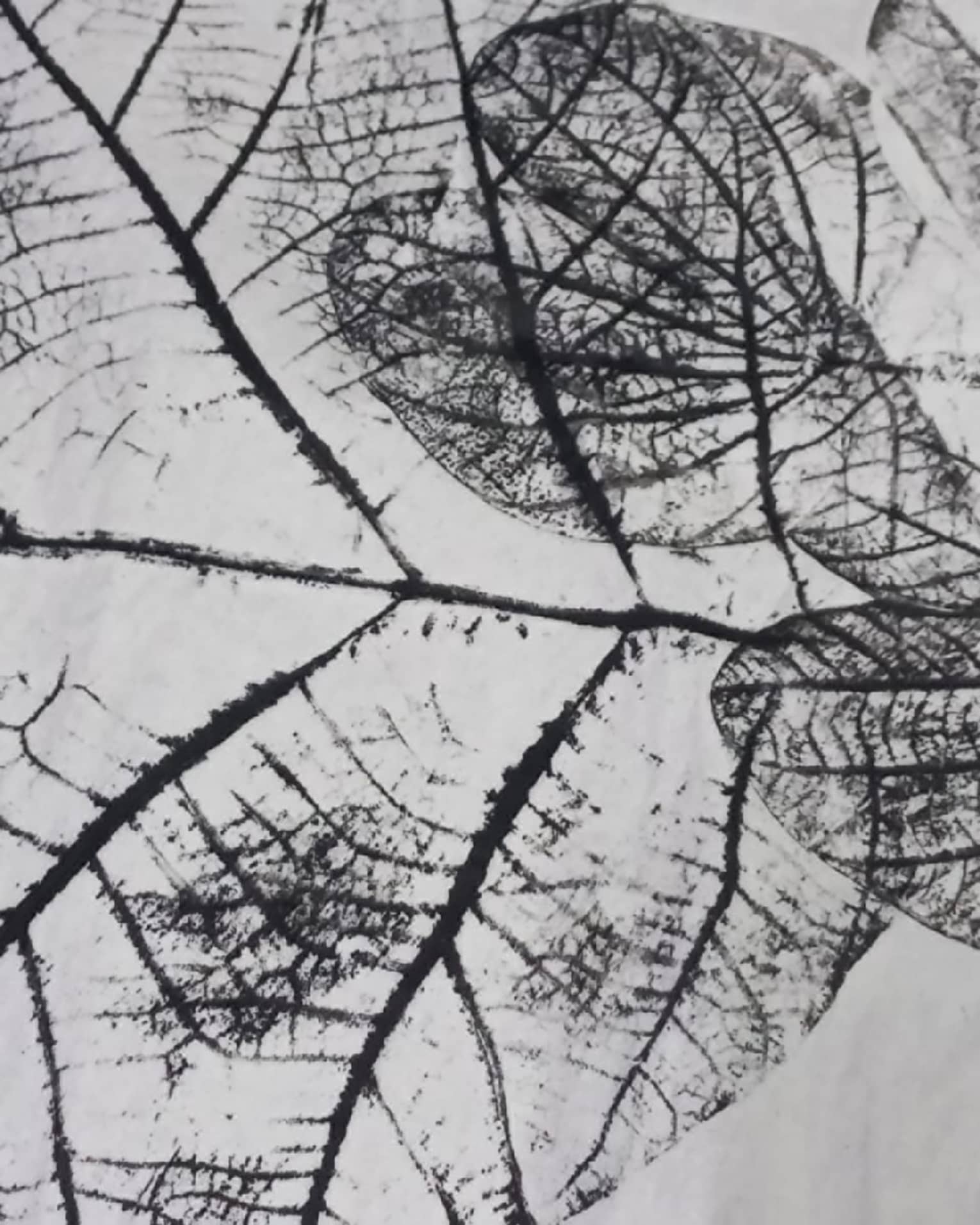 Ink prints of leaves on a piece of paper.