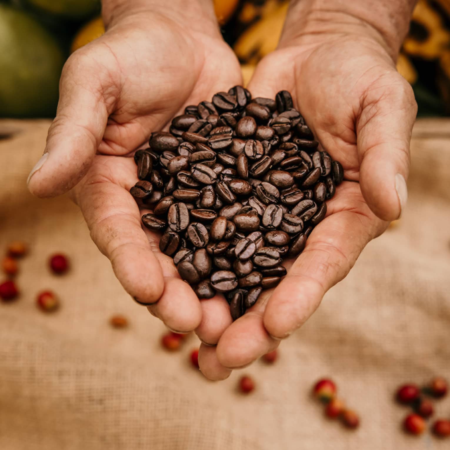 Coffee grower's palms full of fresh-picked beans