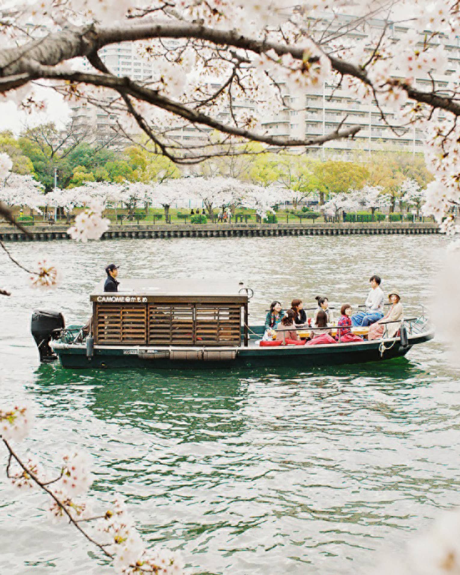 Framed by pink cherry blossoms, a ten-person tour boat with a tiny wooden cabin glides along a river flanked by trees.