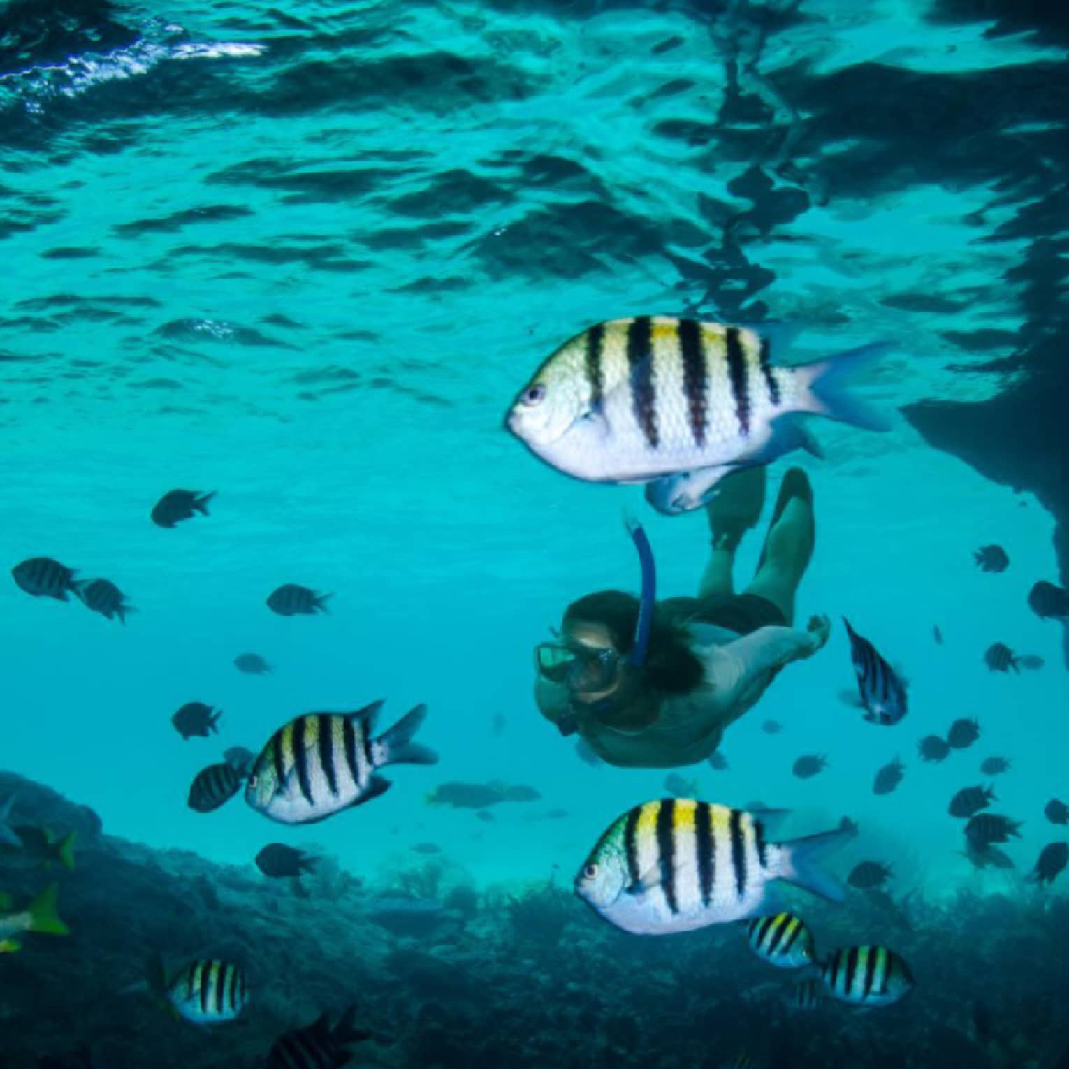 Underwater view of tropical fish in lagoon