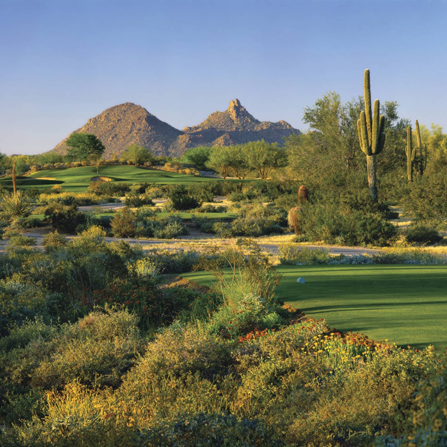 Troon North Golf Club greens, shrubs, tall cactus, mountain in background