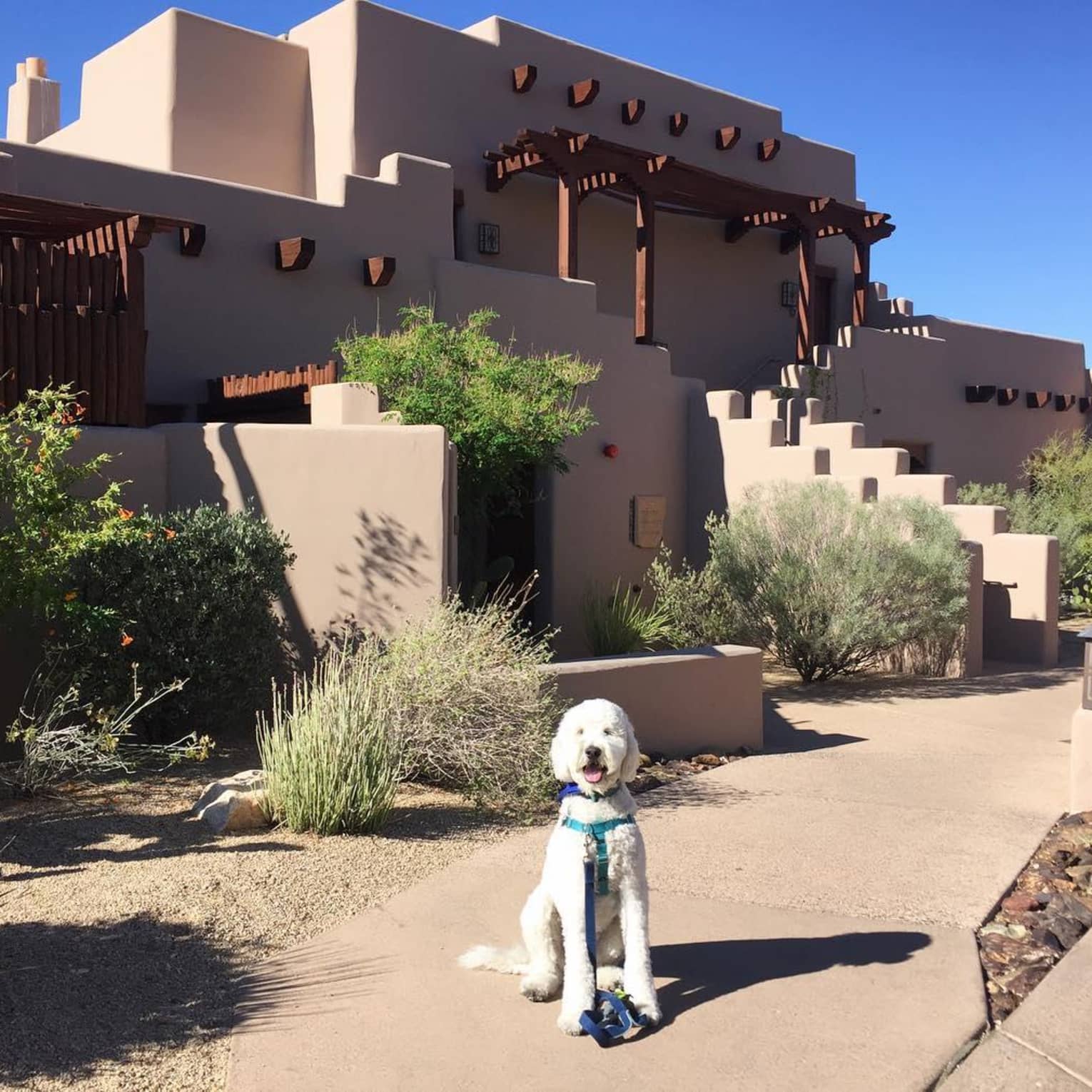 White dog with leash sits on pathway in front of modern desert building
