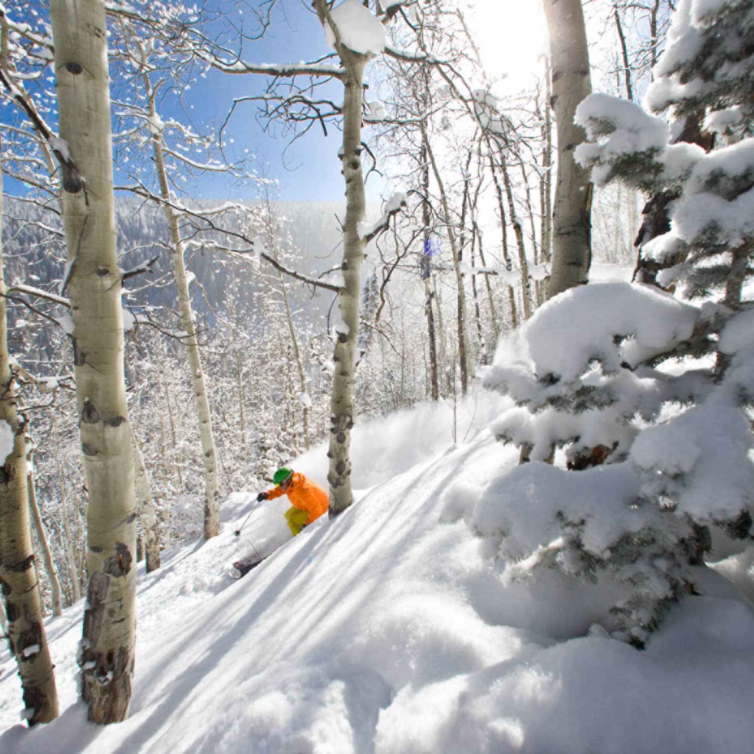 Snowboarder in orange jacket glides down snowy hill between birch trees on sunny day