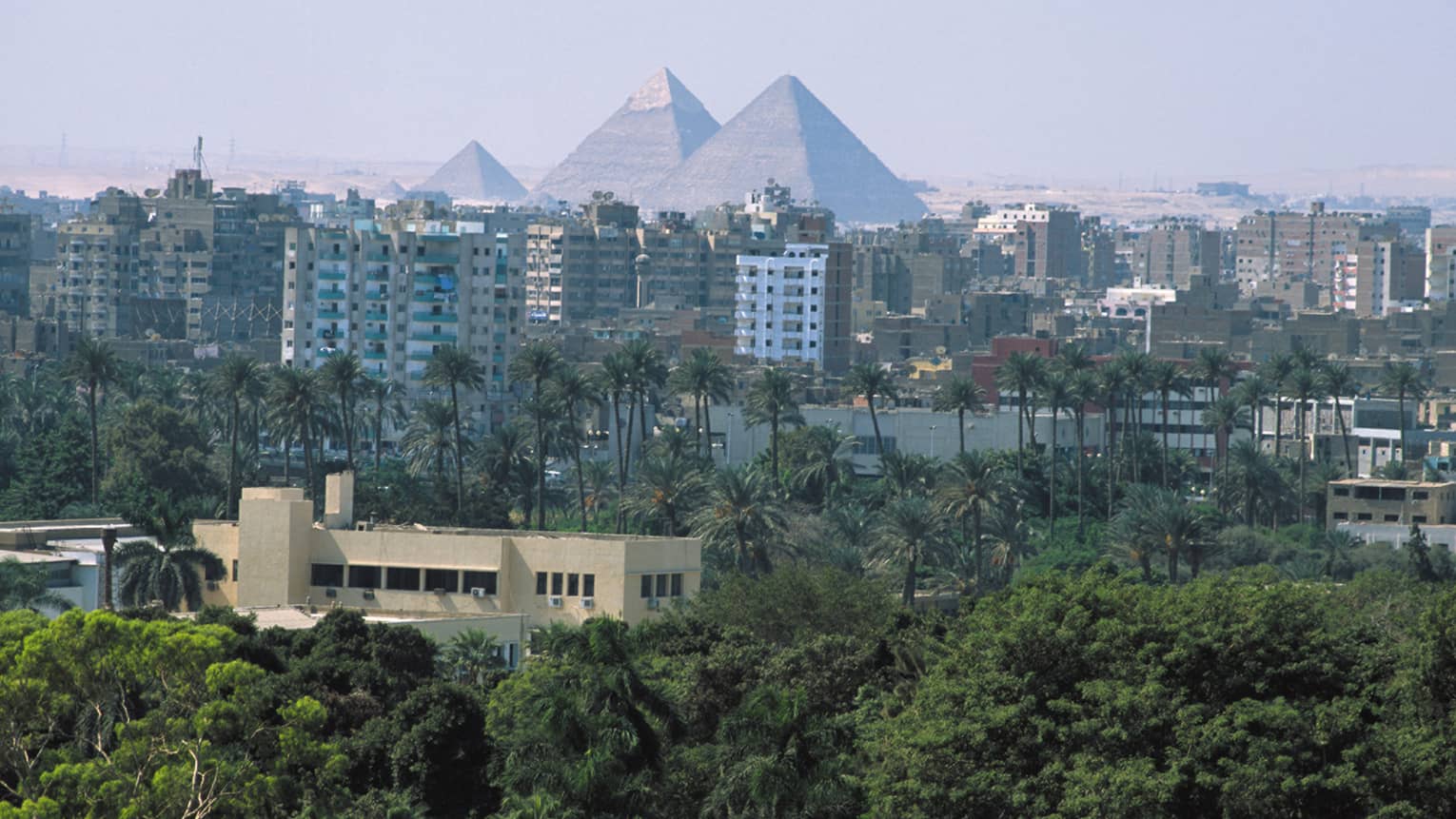 Looking over canopy of trees at Cairo at the First Residence hotel, pyramids in background