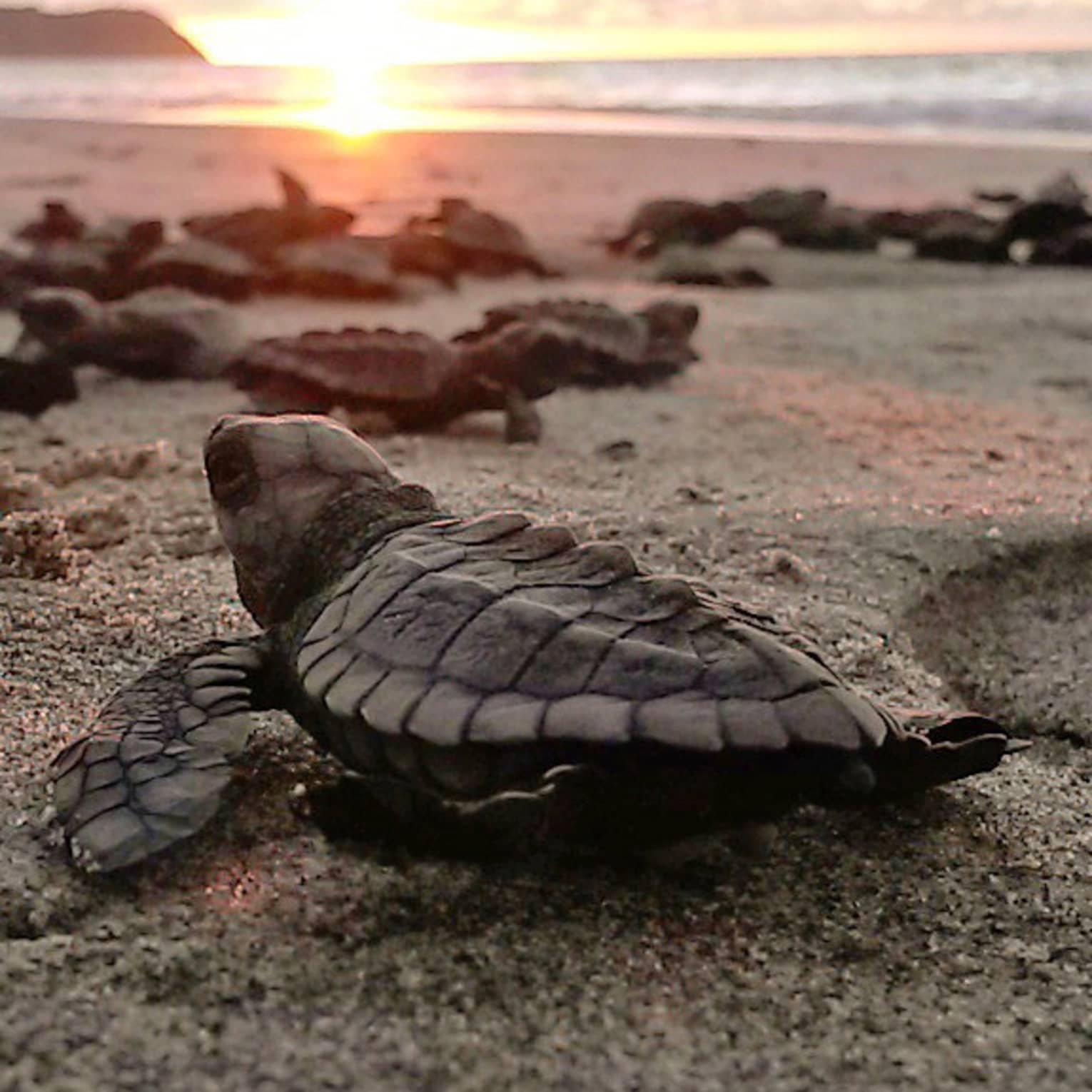 This image depicts a group of baby sea turtles moving on a beach with the sun in the distance, and is connected to ESG and sustainability 