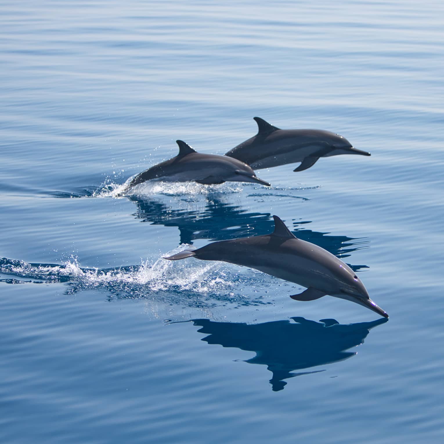 Pod of dolphins